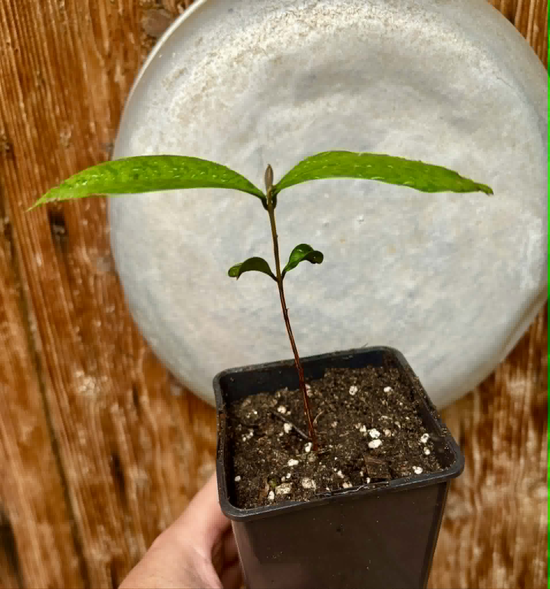 Eugenia sect. pisiformis var. Maruim - 1 potted seedling / 1 getopfter Sämling