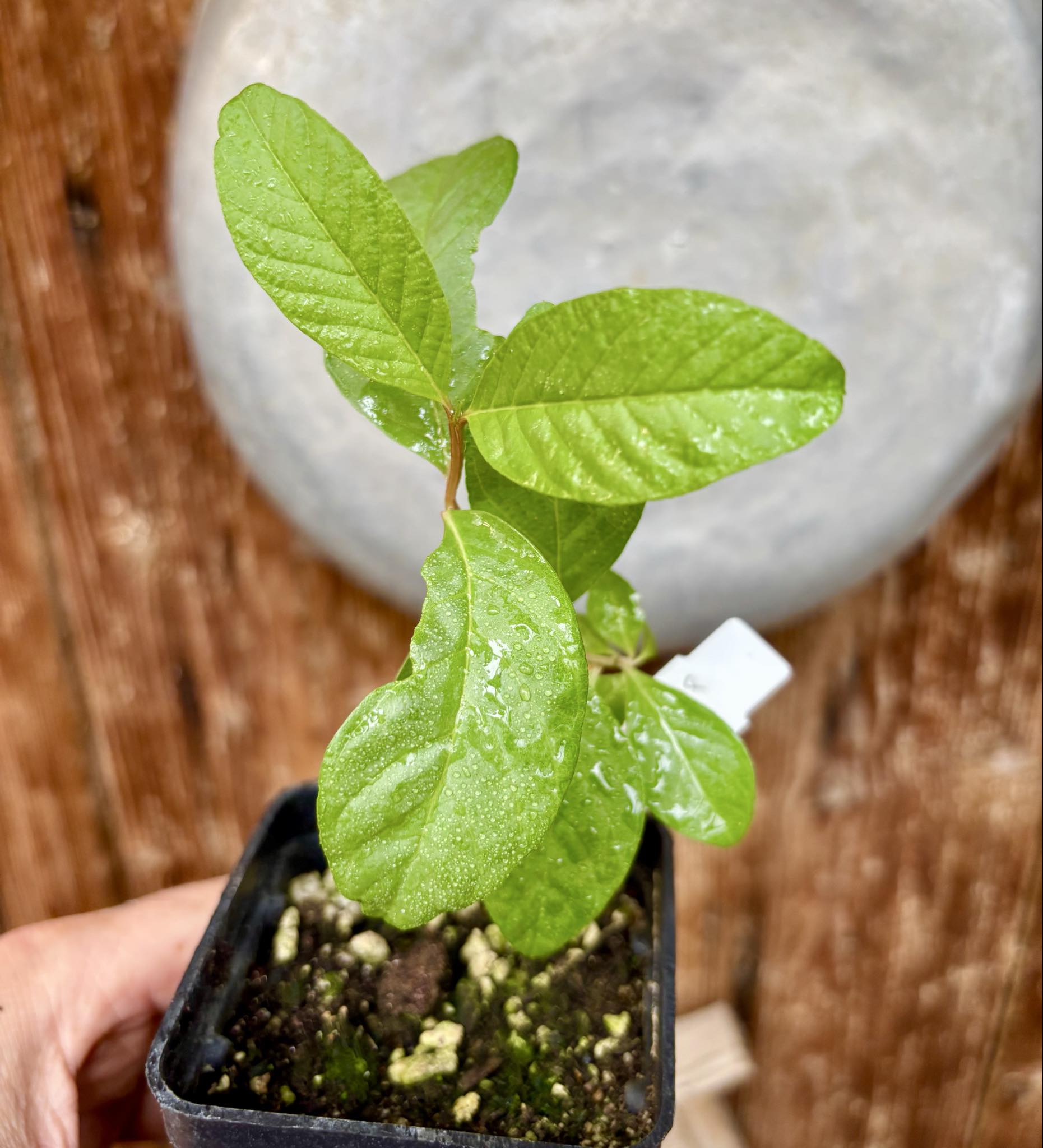 Psidium sp Orange Argentina - 1 potted seedling / 1 getopfter Sämling Psidium sp Orange Argentina - 1 potted seedling / 1 getopfter Sämling
