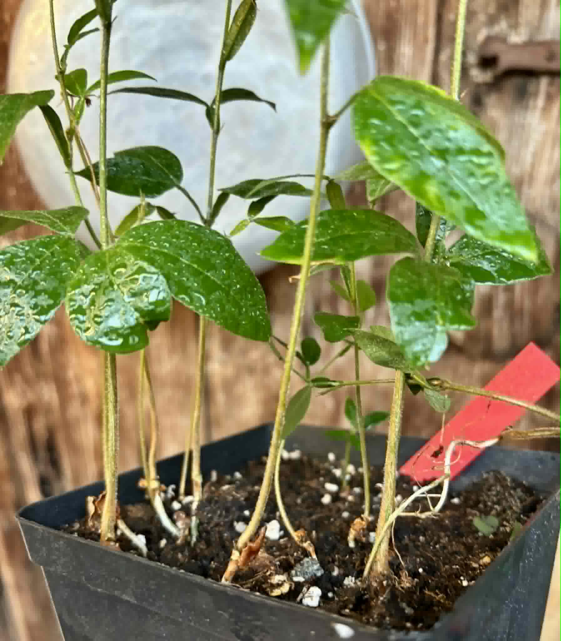 7 in 1 pot - Inga vera  - 7 seedlings in one pot / 7 Sämlinge in einem Topf