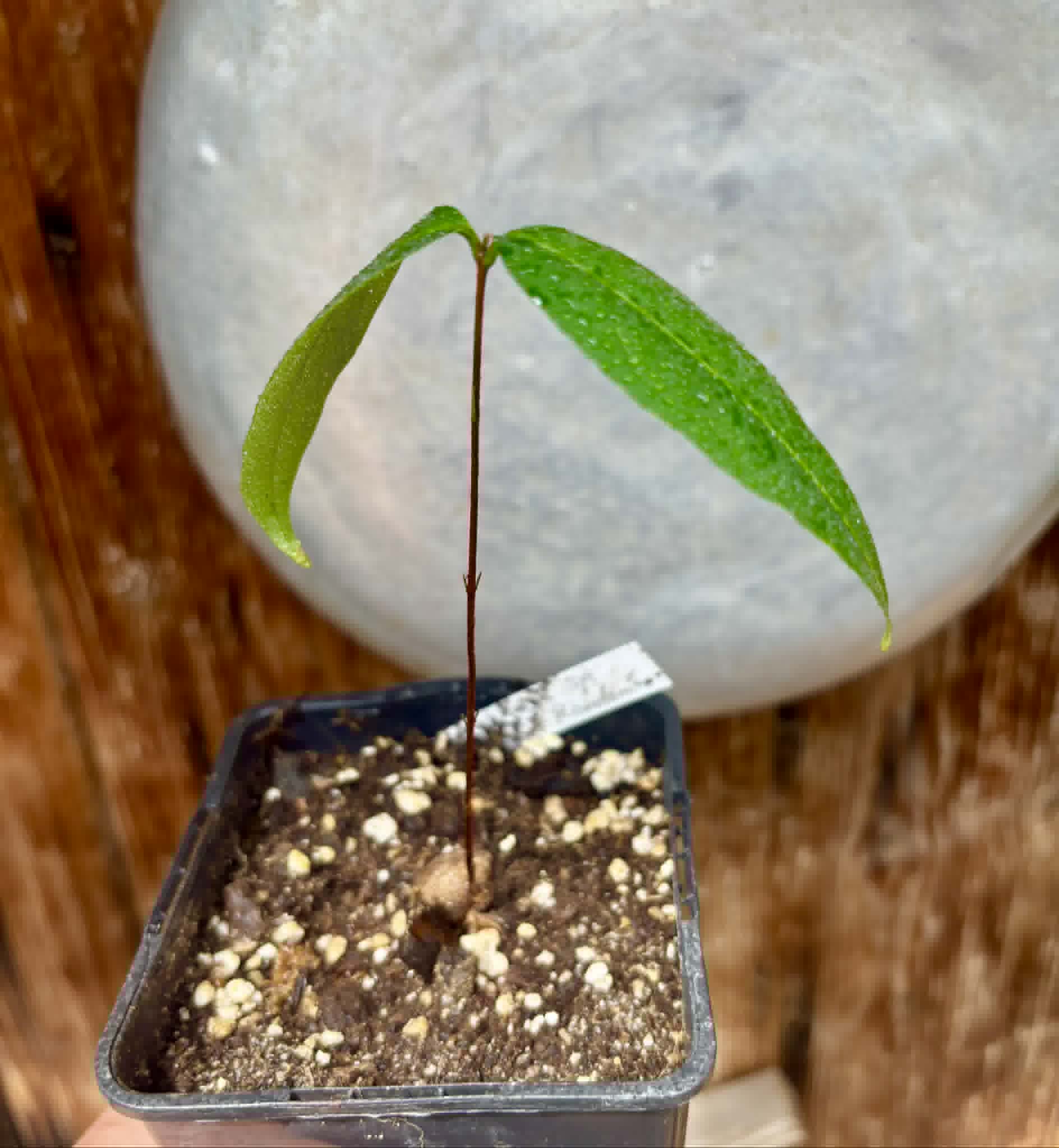 Eugenia sp amarela de Rondonia - 1 potted seedling / 1 getopfter Sämling