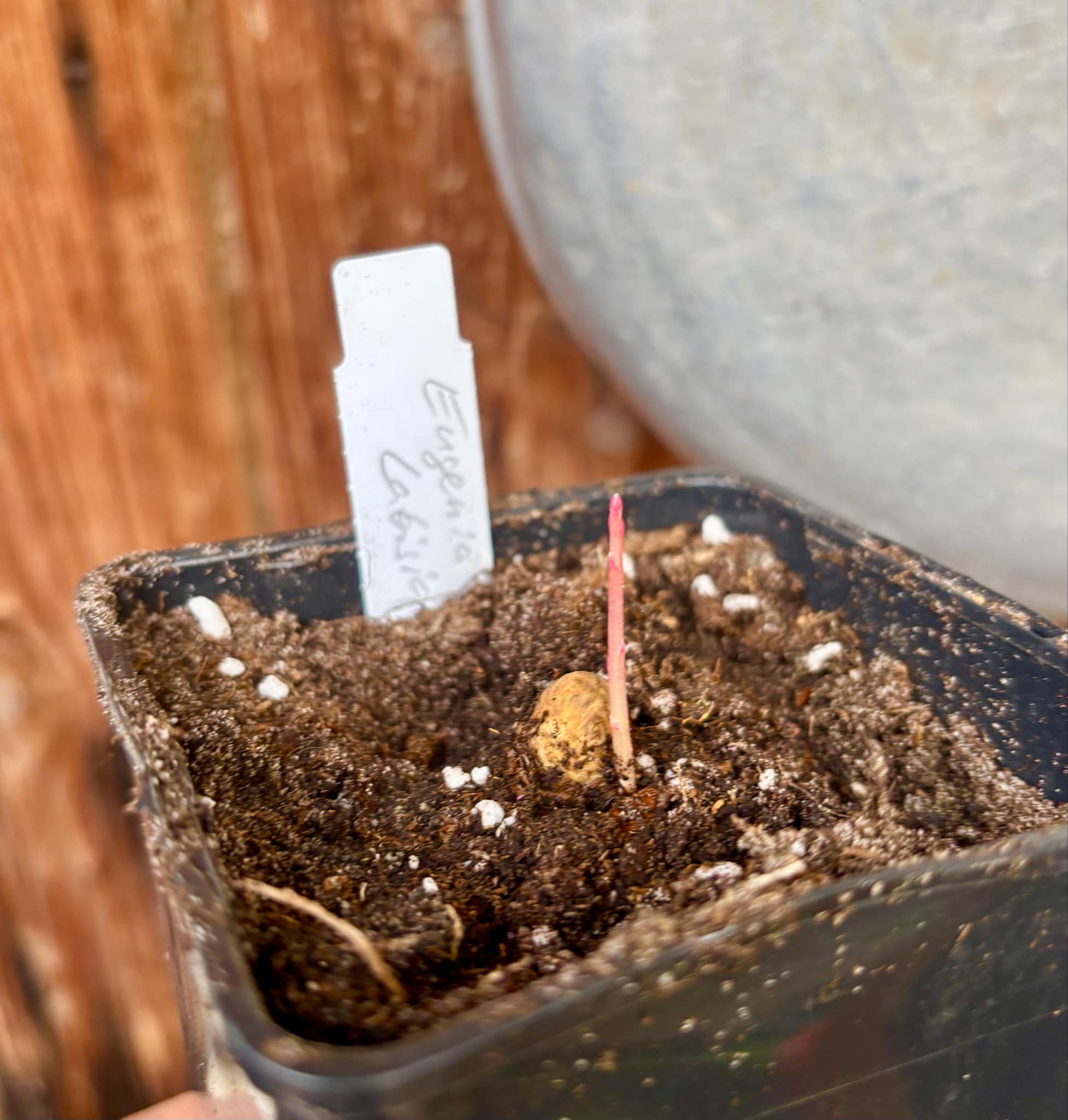 Eugenia sp Labisia -  1 fresh potted seedling / 1 frisch getopfter Sämling