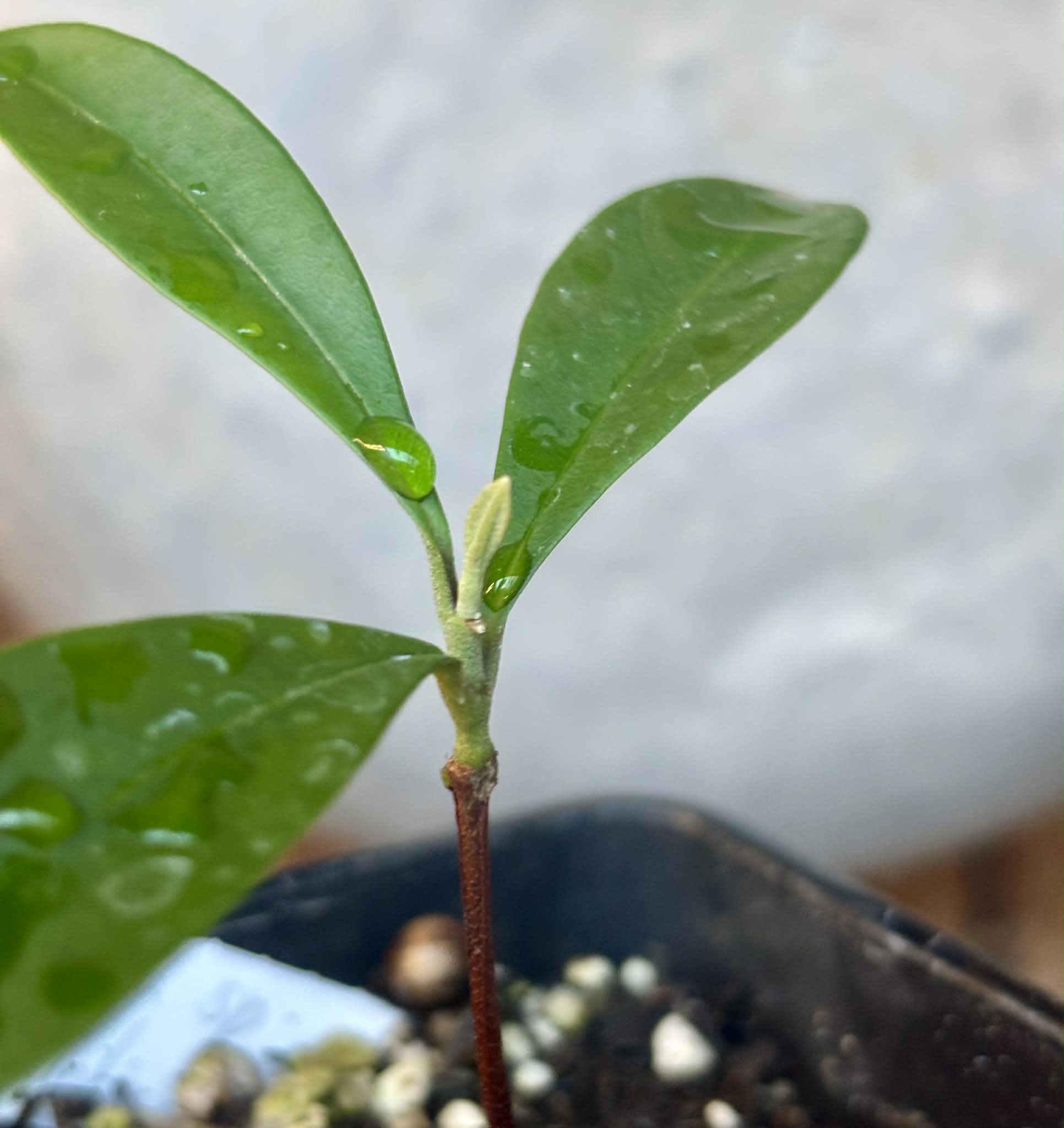 Myrcia sp Jaboticaba Bahia -  1 potted seedling / 1 getopfter Sämling