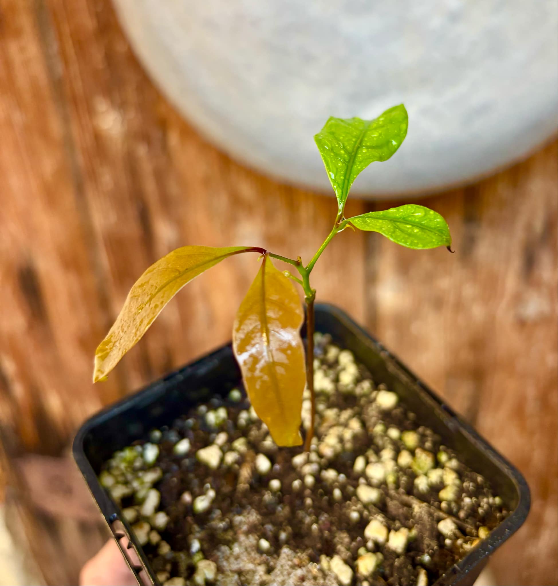 Xerospermum noronhianum - 1 small potted seedling / 1 kleiner, getopfter Sämling Xerospermum noronhianum - 1 small potted seedling / 1 kleiner, getopfter Sämling