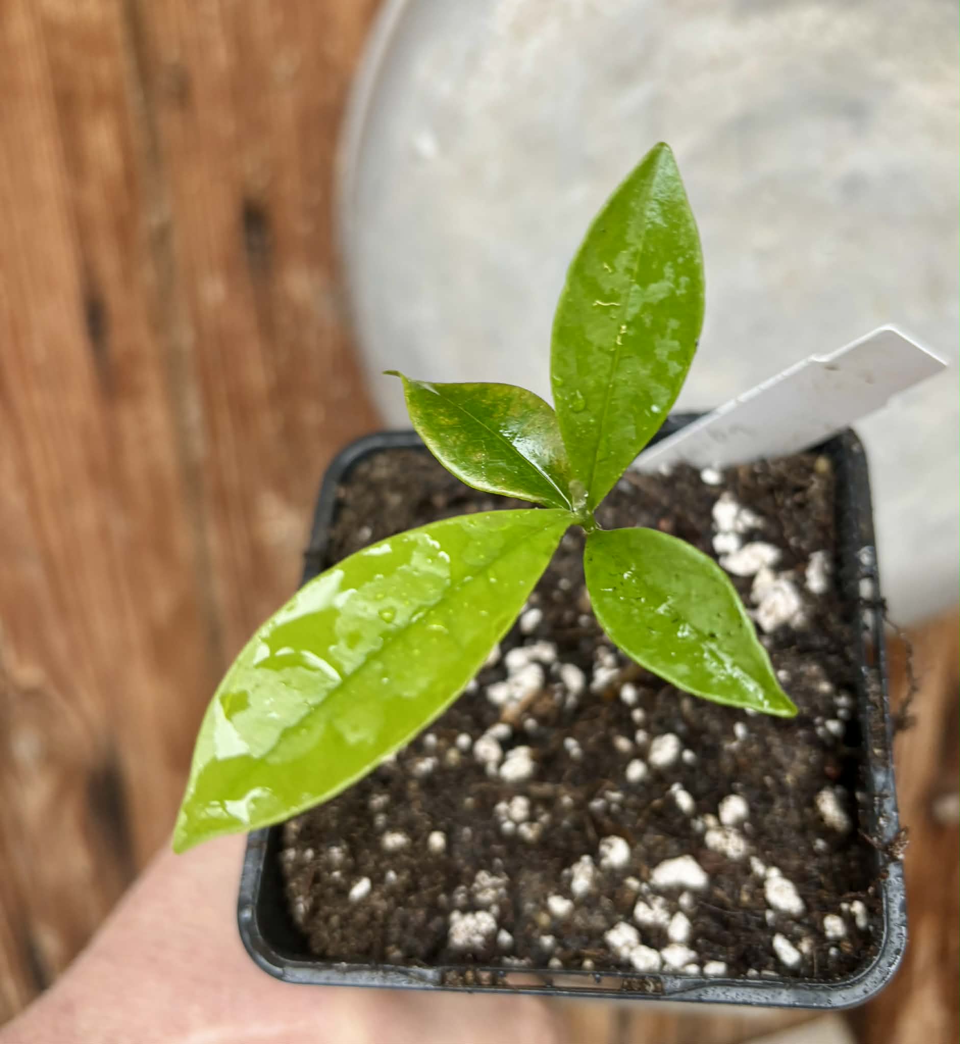 Duguetia lanceolata - Pindaiba - 1 potted seedling / 1 getopfter Sämling