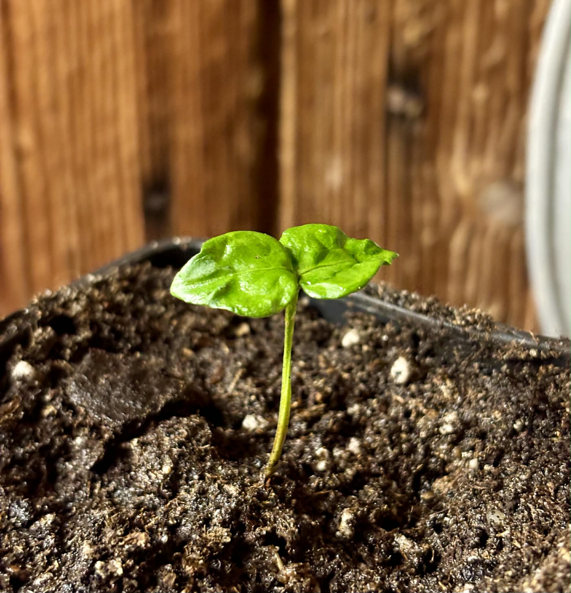 Myrcia multiflora - 1 potted seedling / 1 getopfter Sämling