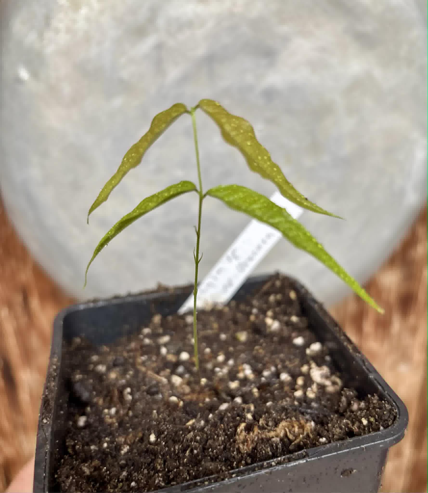Plinia sp. Listrada var. Urucuca -  1 potted seedling / 1 getopfter Sämling