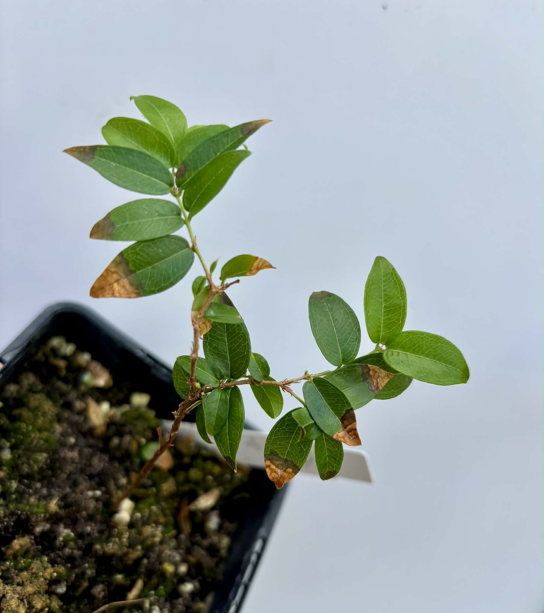 Plinia sp Cruz da Diamantina - 1 potted seedling / 1 getopfter Sämling