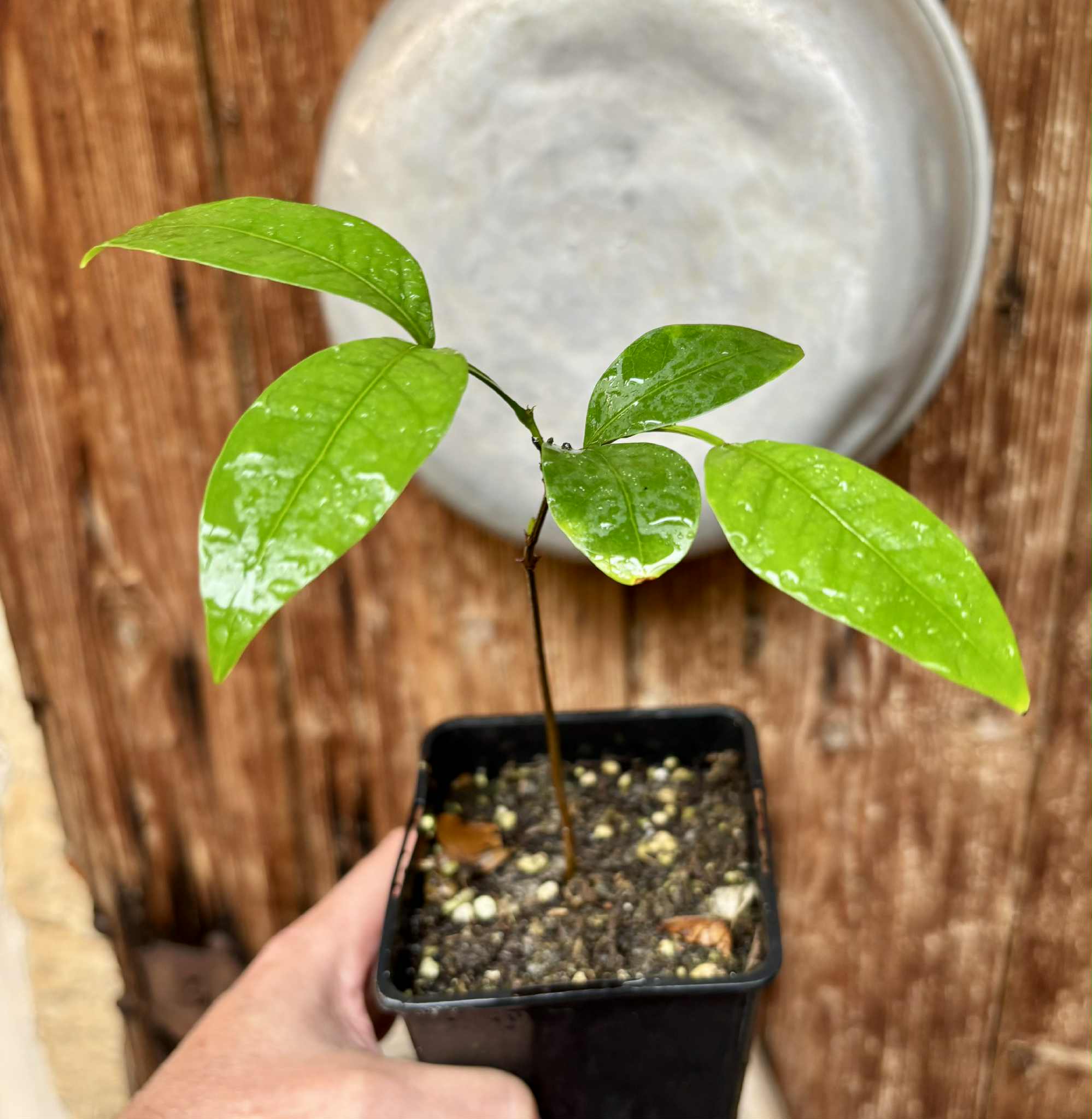 Inga laurina -  1 potted plant / 1 getopfte Pflanze