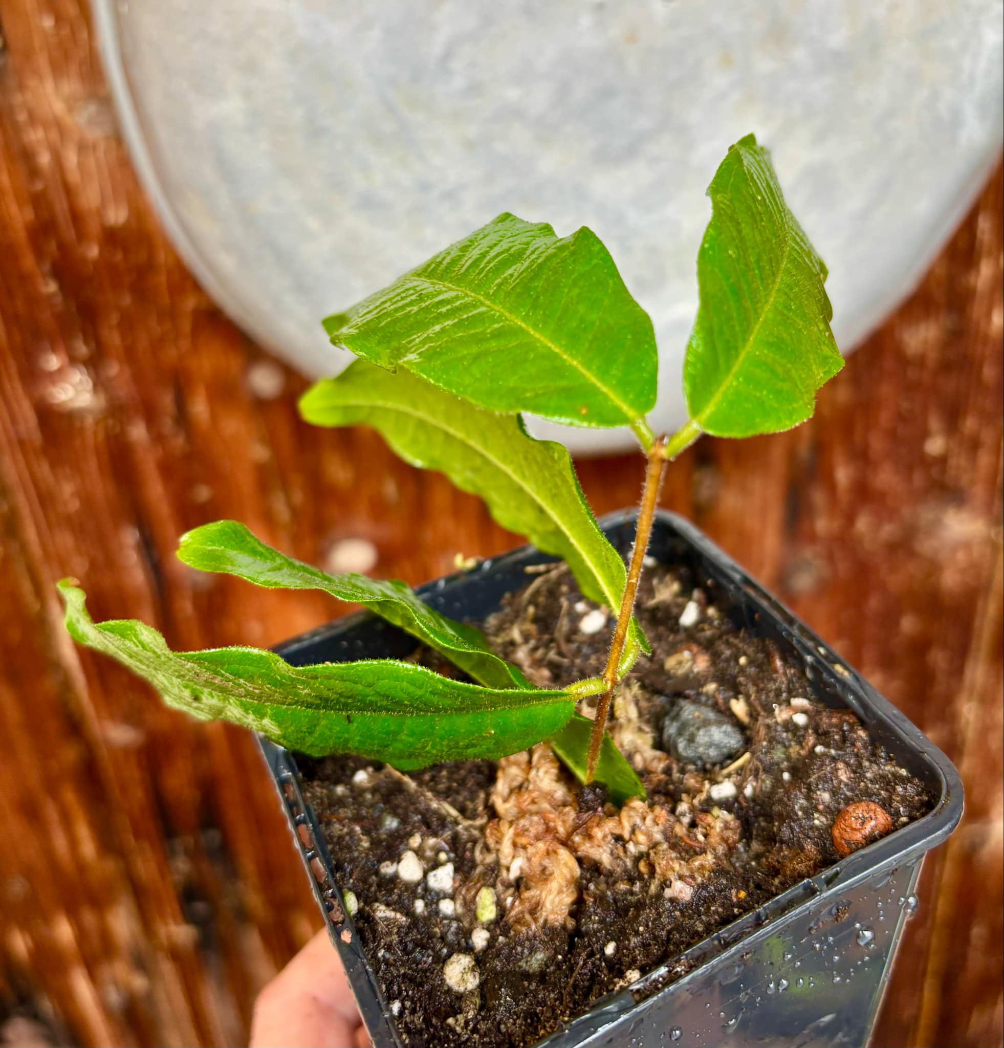 Plinia phitrantha var. UNESP  - 1 rooted, potted cutting / 1 bewurzelter, getopfter Steckling