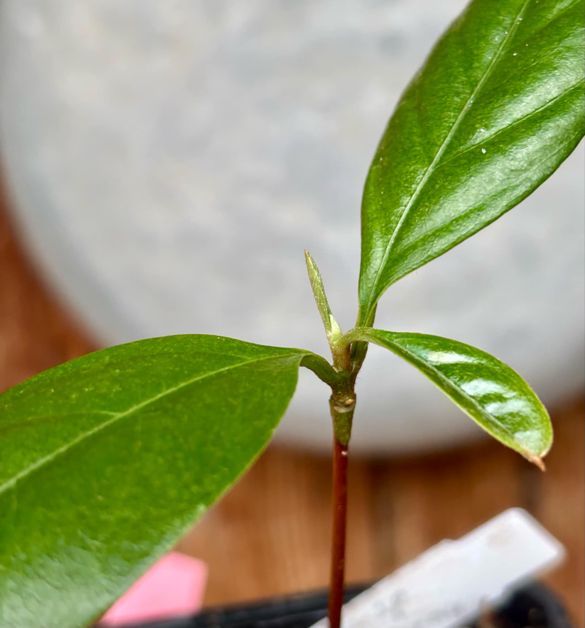 Pradosia sp Nova Cacau de Macaco  -  1 small potted seedling / 1 kleiner, getopfter Sämling