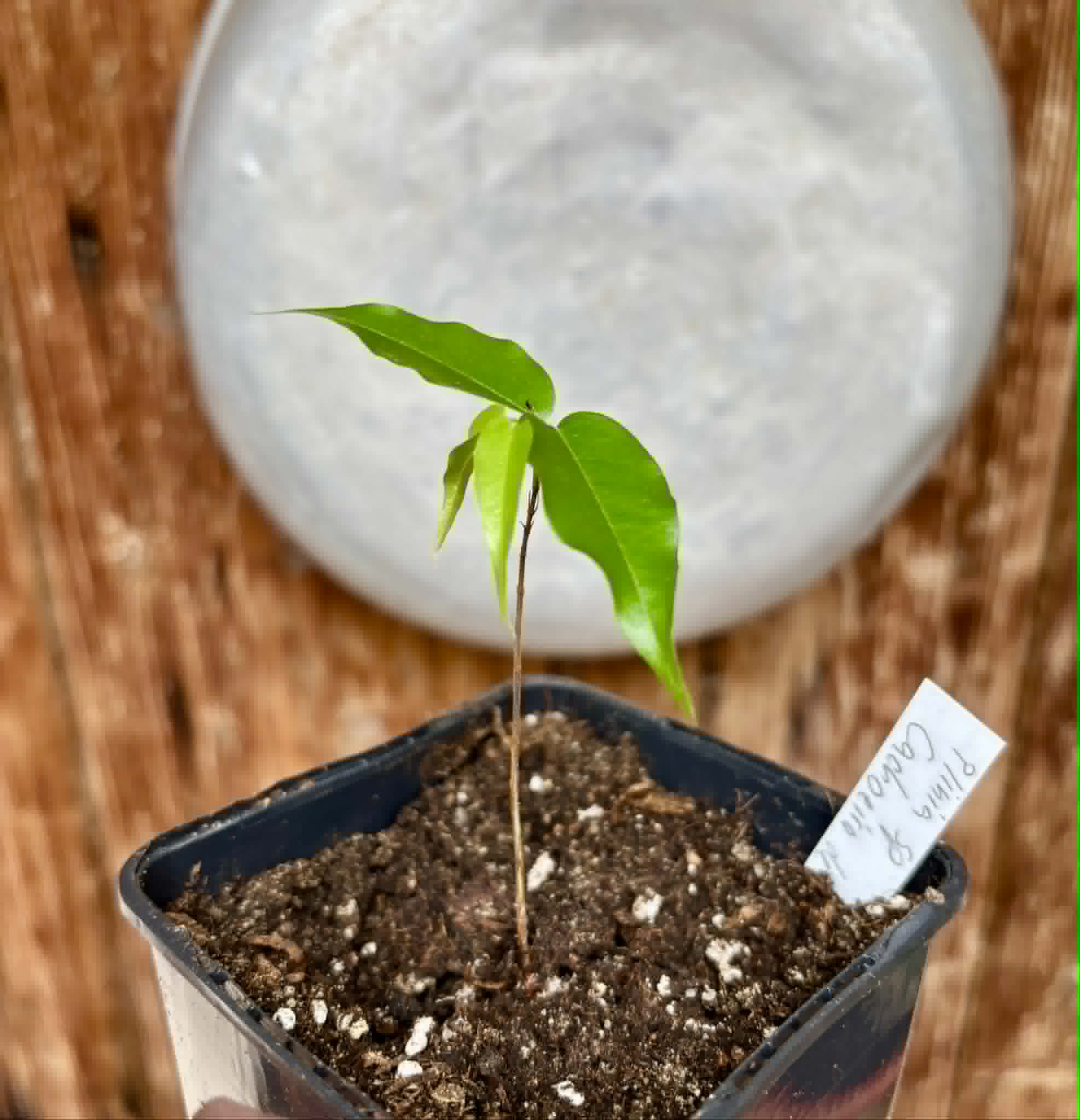 Plinia sp. Cachoeiro de Itapemirim - 1 potted seedling / 1 getopfter Sämling