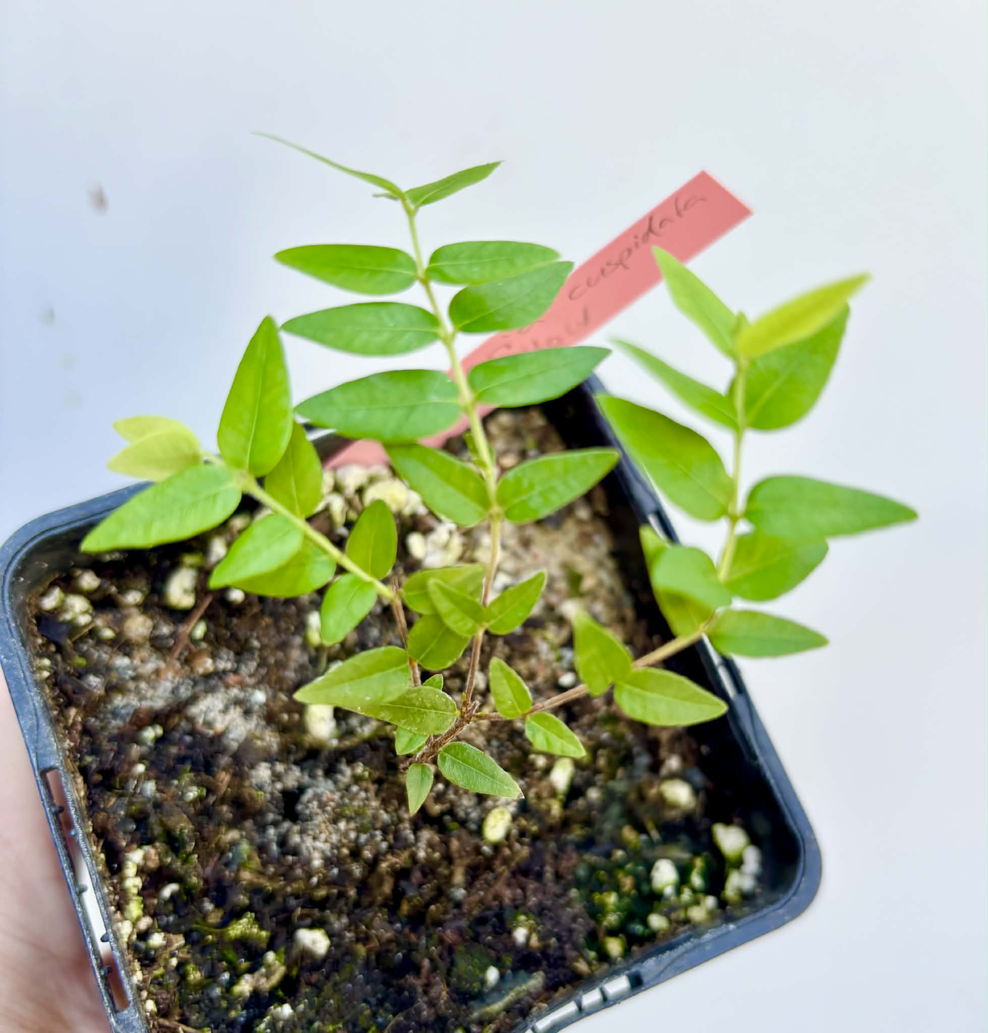 Myrciaria cuspidata YELLOW - 1 potted plant / 1 getopfte Pflanze