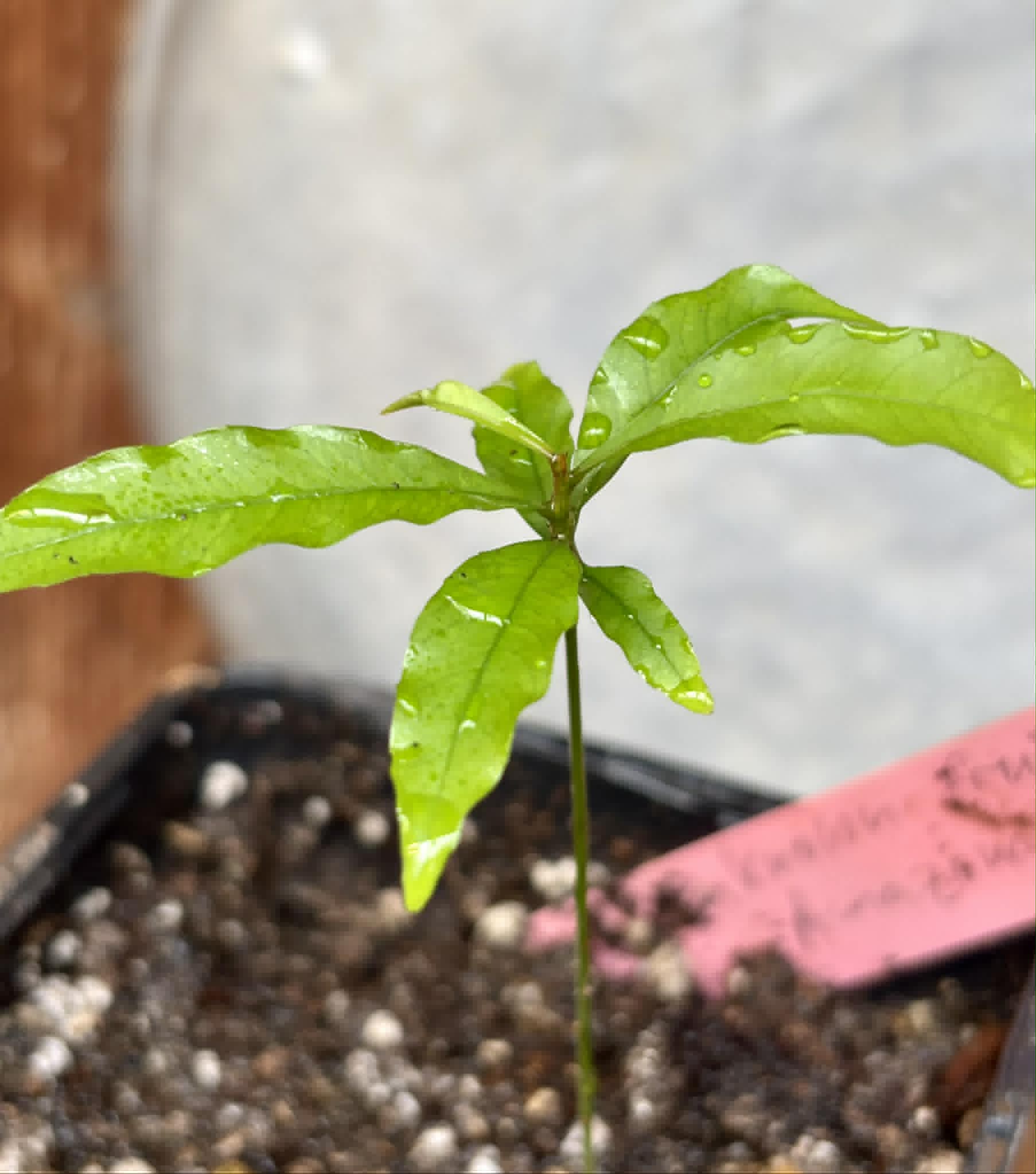 Pseudolmedia sp. Rondonia - 1 potted seedling / 1 getopfter Sämling