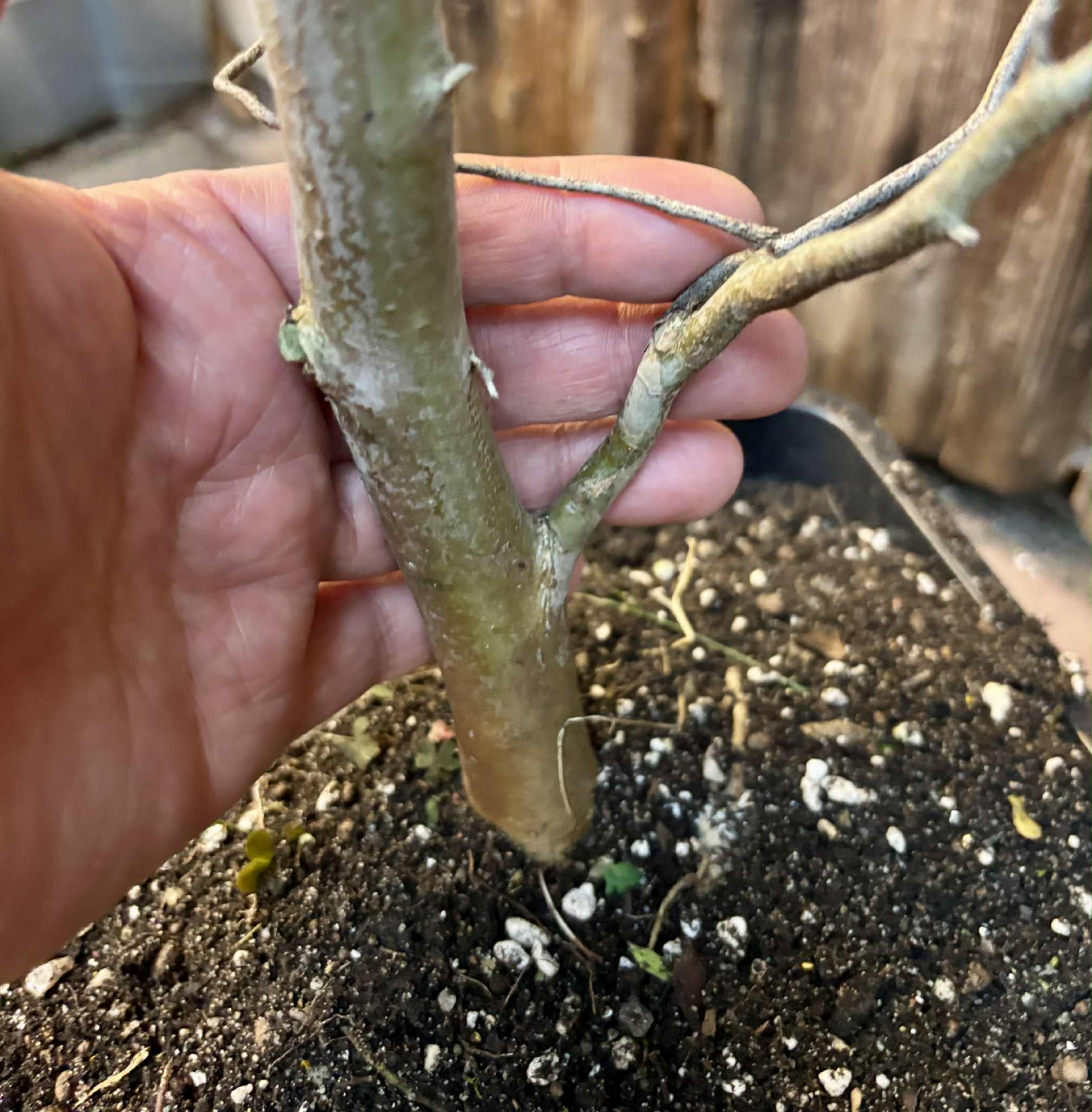 10 years old - Jaboticaba Acu Paulista (Plinia cauliflora var Acu Paulista) - 1 potted plant / 1 getopfte Pflanze