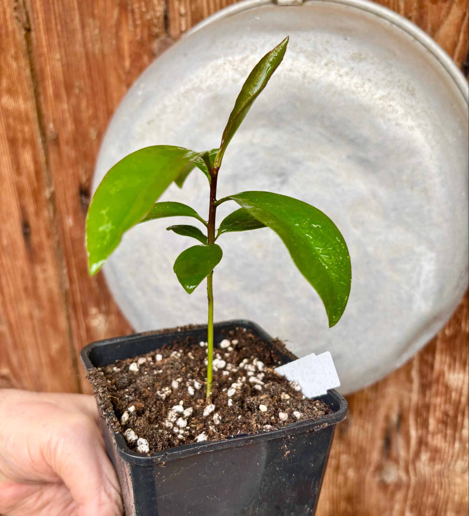 Ardisia elliptica - 1 small potted seedling / 1 kleiner, getopfter Sämling
