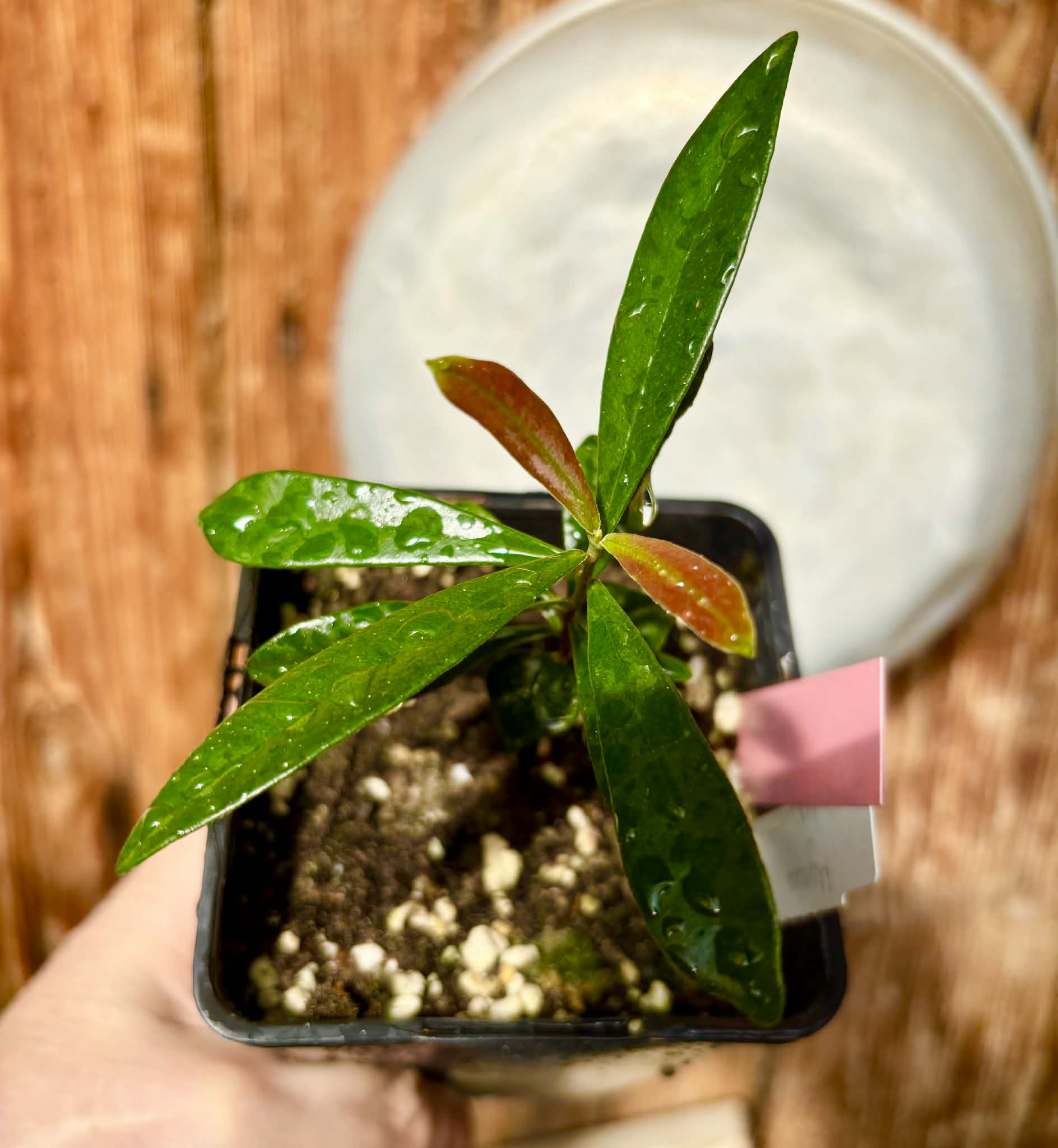 Myrcia luschnathiana -  1 potted seedling / 1 getopfter Sämling