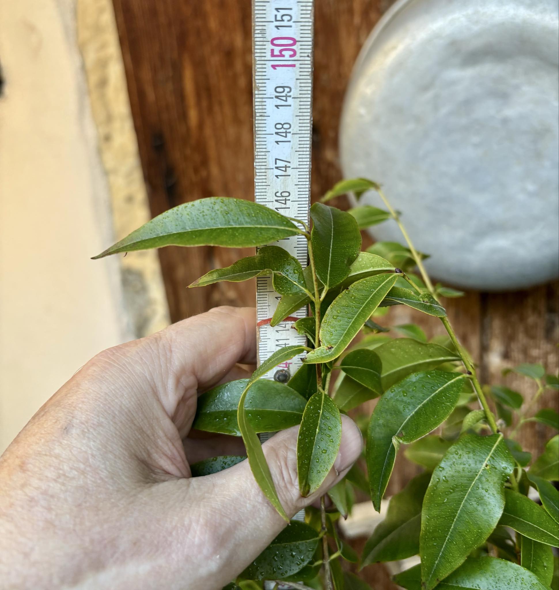 8+ years old - Jaboticaba Cafe Rajada (Plinia trunciflora var Cafe Rajada) - 1 potted plant / 1 getopfte Pflanze