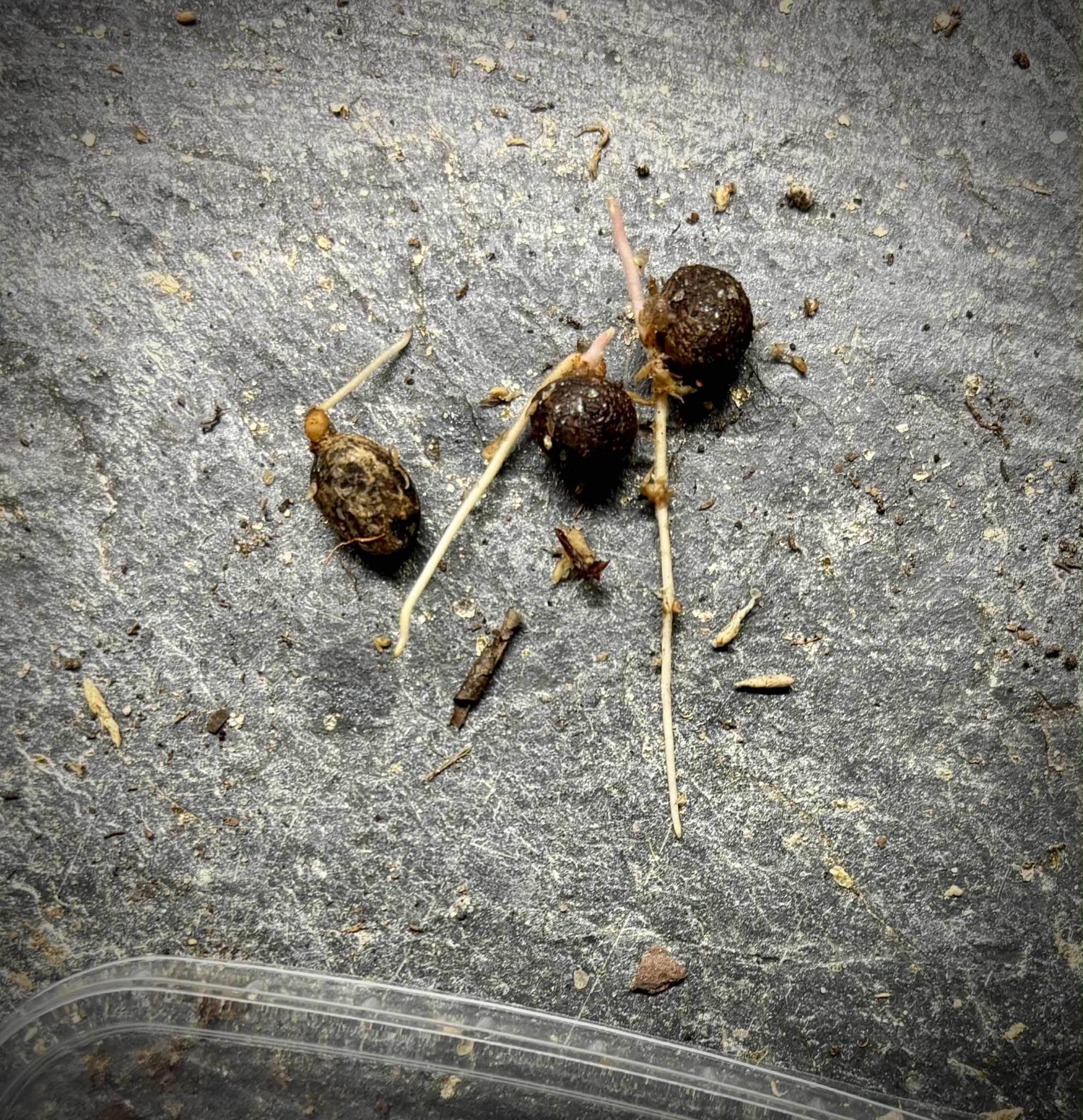 Mirinda (Eugenia sp Laranja do Rio de Janeiro) - 1 germinated seed / 1 gekeimter Samen