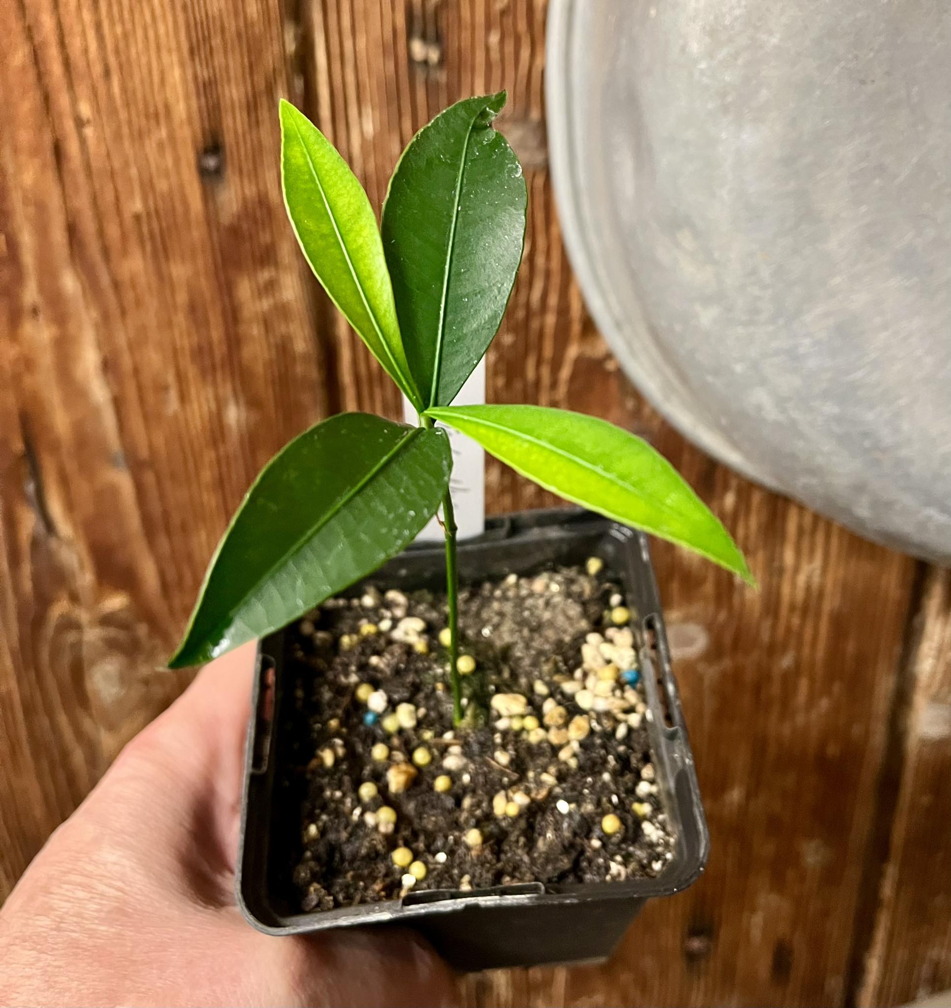 Garcinia sp UNA - 1 potted plant / 1 getopfte Pflanze