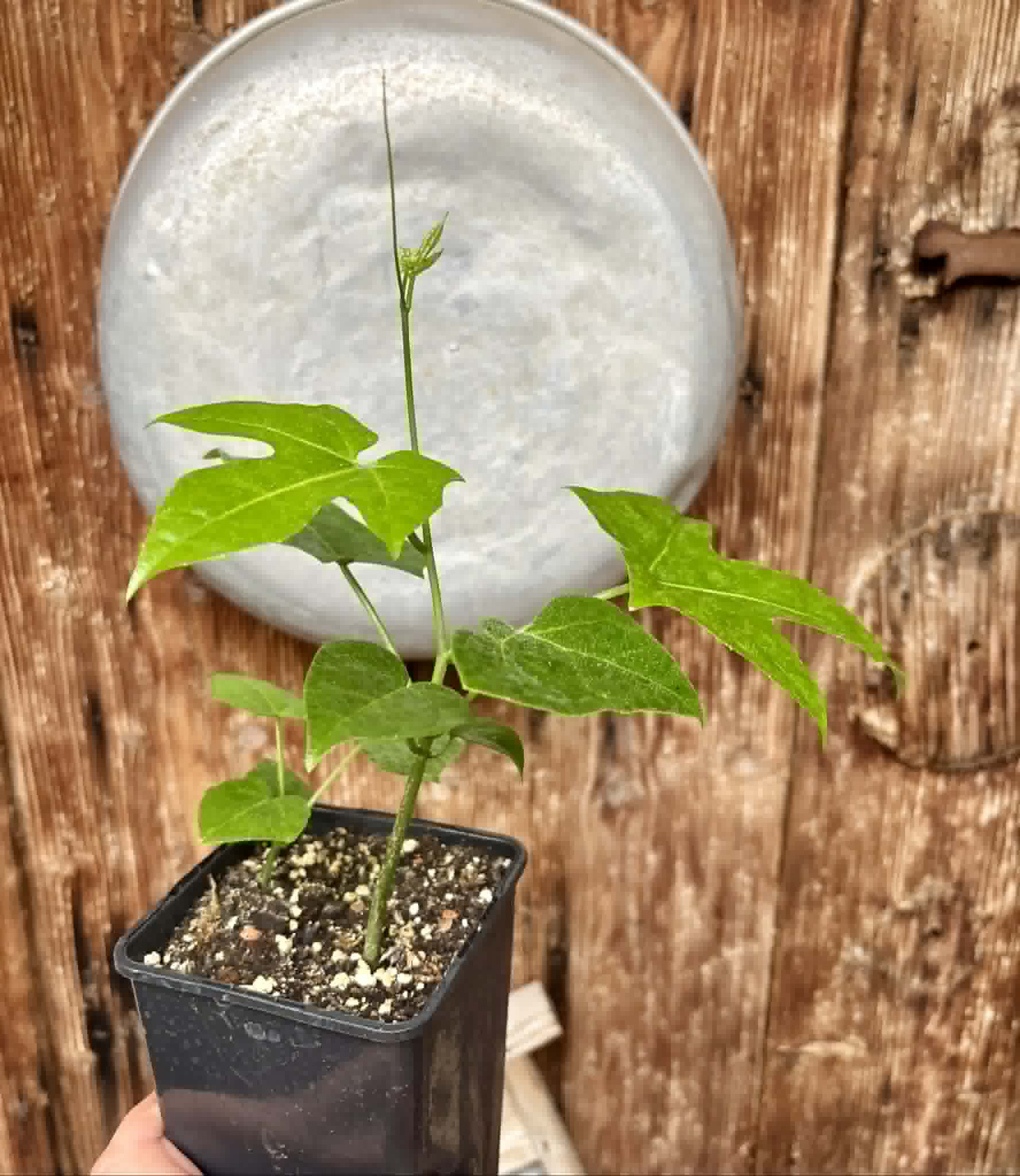 2 in 1 pot - Psiguria umbrosa - 2 seedlings in one pot / 2 Sämlinge in einem Topf