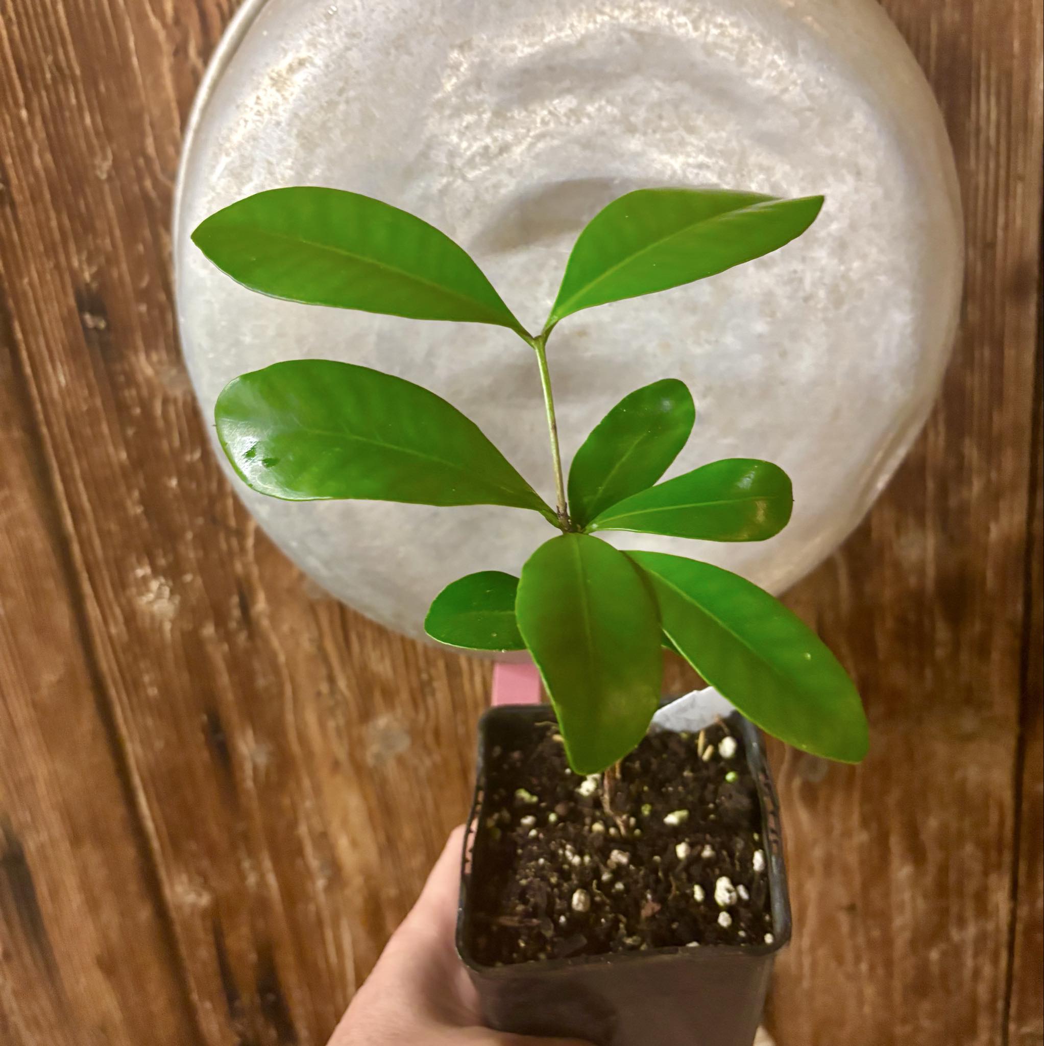 Myrcia sp Jequitinhonha - 1 potted seedling / 1 getopfter Sämling