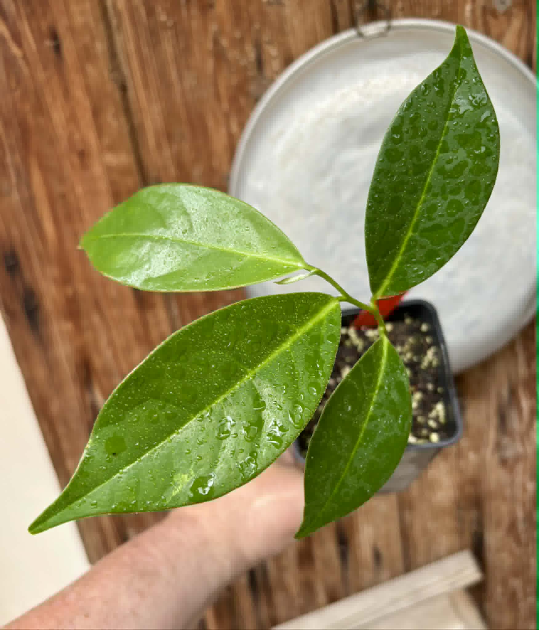 Annona montana - Mountain Soursop - 1 potted plant / 1 getopfte Pflanze