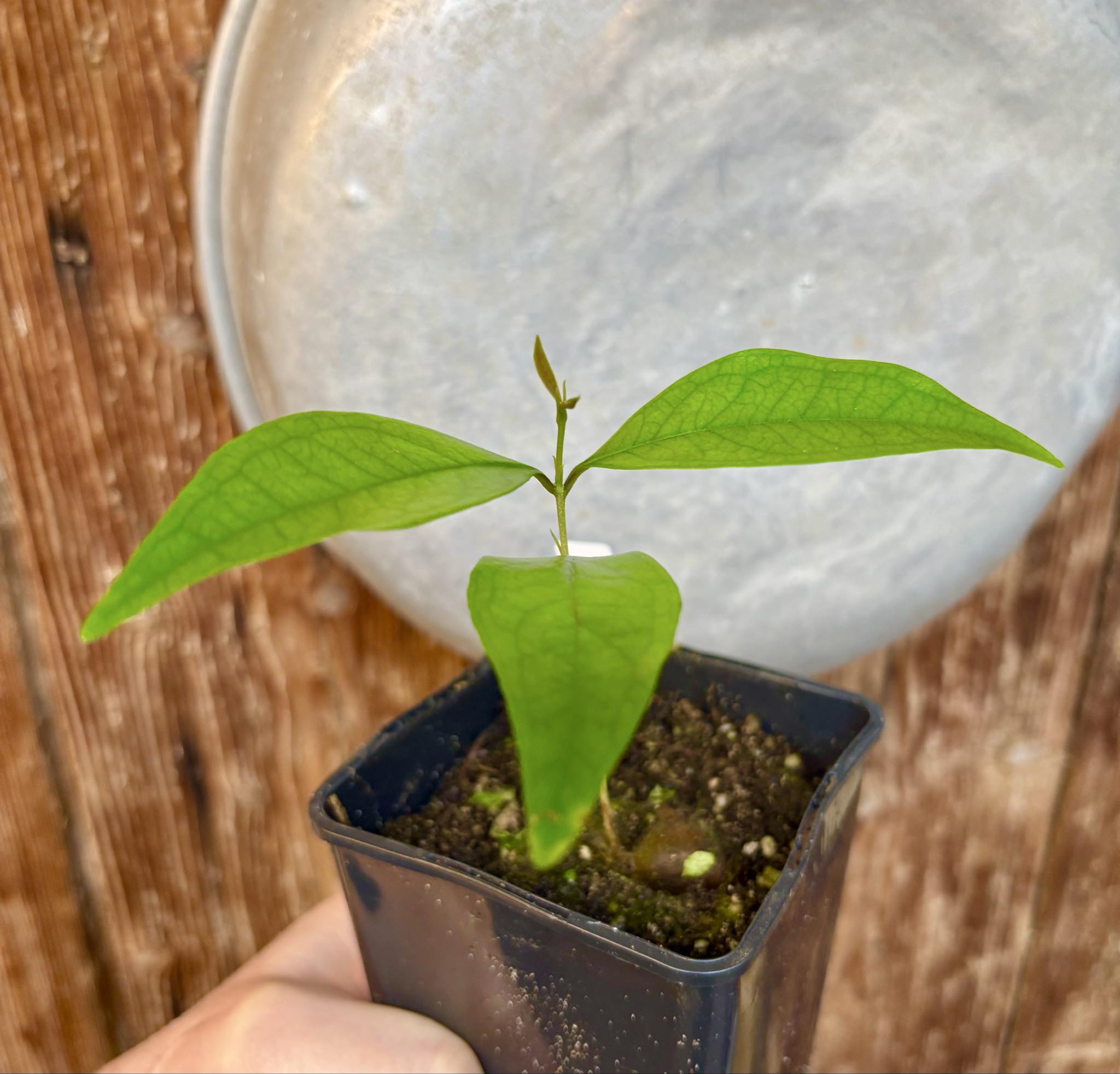 Eugenia sp Vinacea - 1 potted seedling / 1 getopfter Sämling
