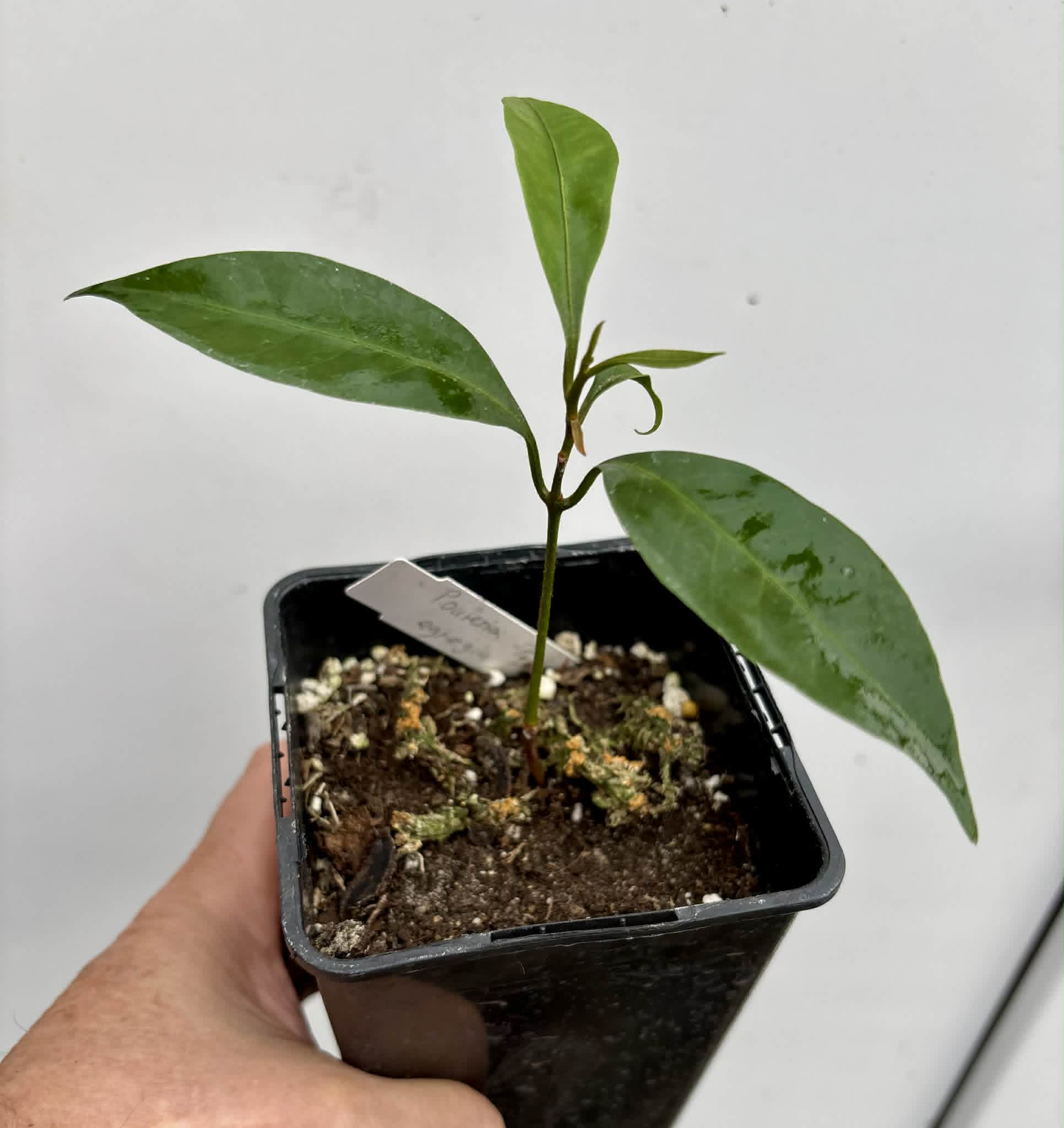 last seedling - Pouteria aff egregia  -  1 potted seedling / 1 getopfter Sämling