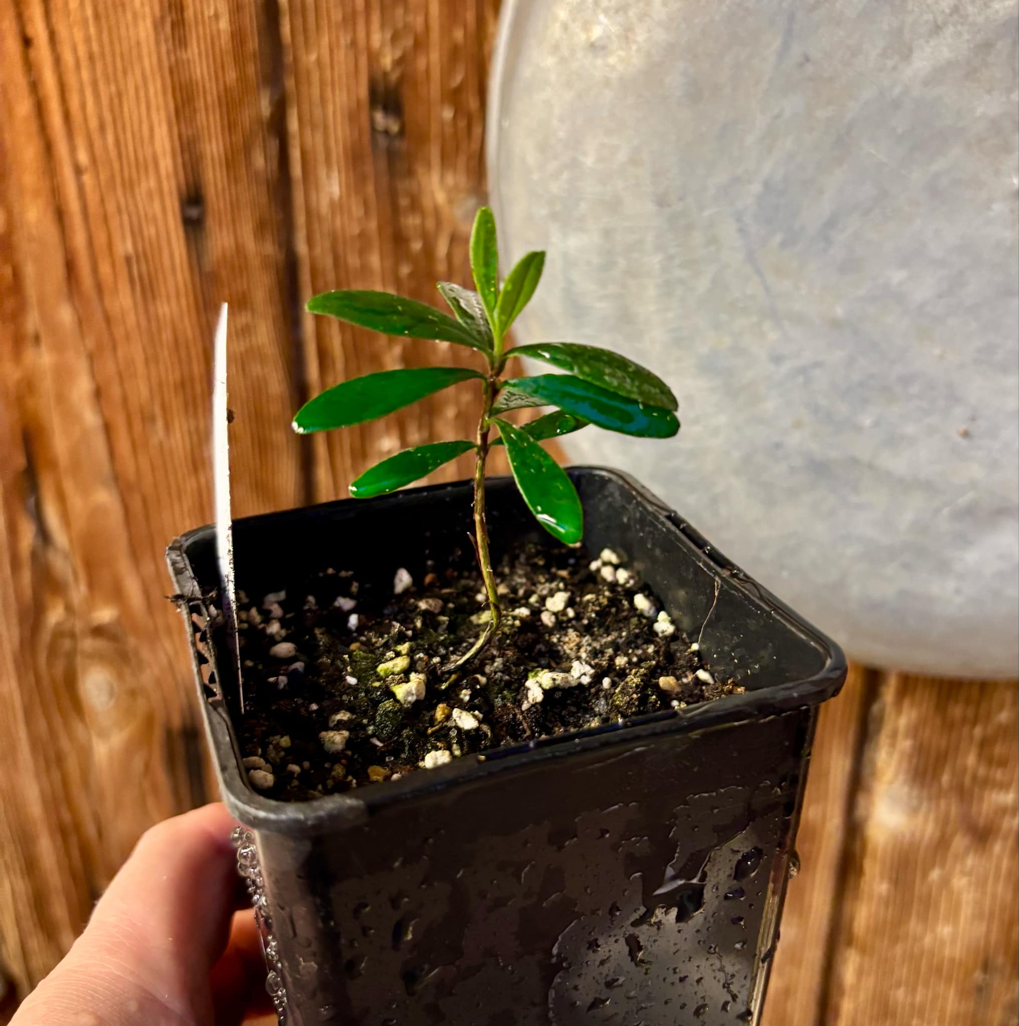 Pitomba (Eugenia luschnathiana) - 1 potted plant / 1 getopfte Pflanze