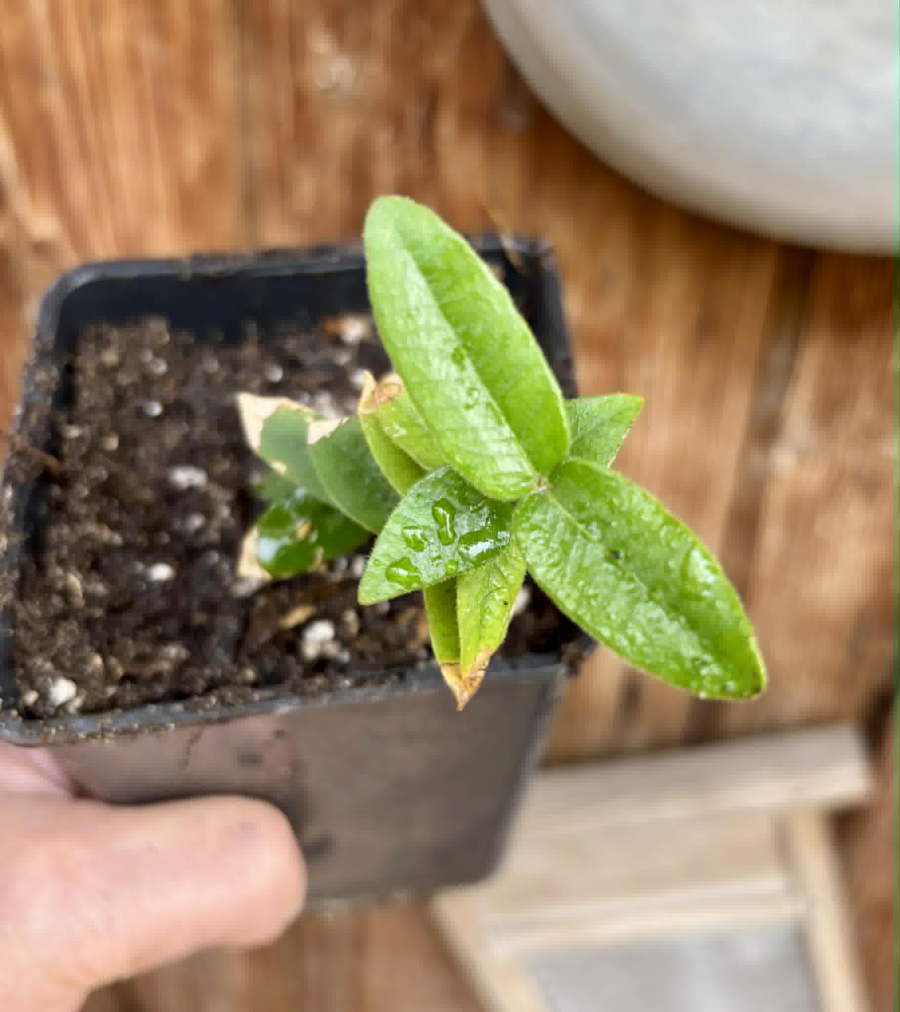 Myrciaria caerulescens (Roxa - Blue Guaquiea) - 1 potted seedling / 1 getopfter Sämling