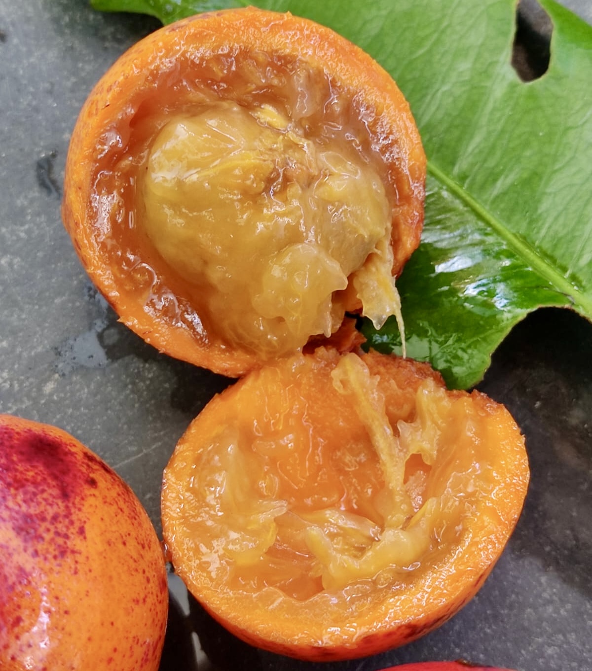 Pre Order - Plinia sp Cambuca vermelha -  1 fresh seed / 1 frischer Samen