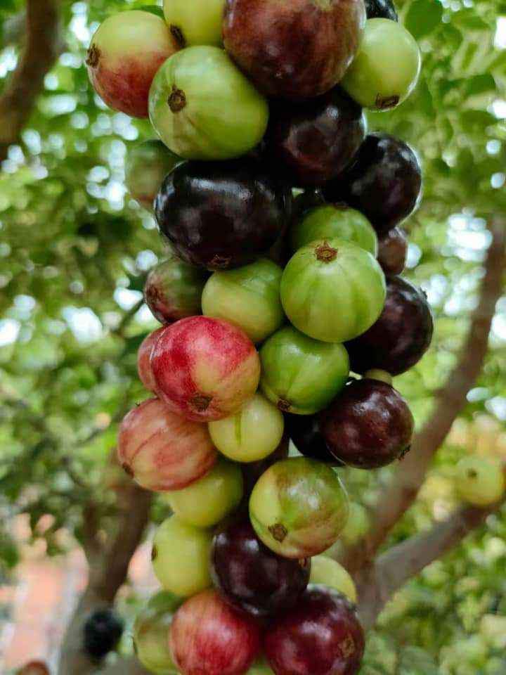 variegated Jaboticaba "Paulista" grafted -   1 potted plant / 1 getopfte Pflanze