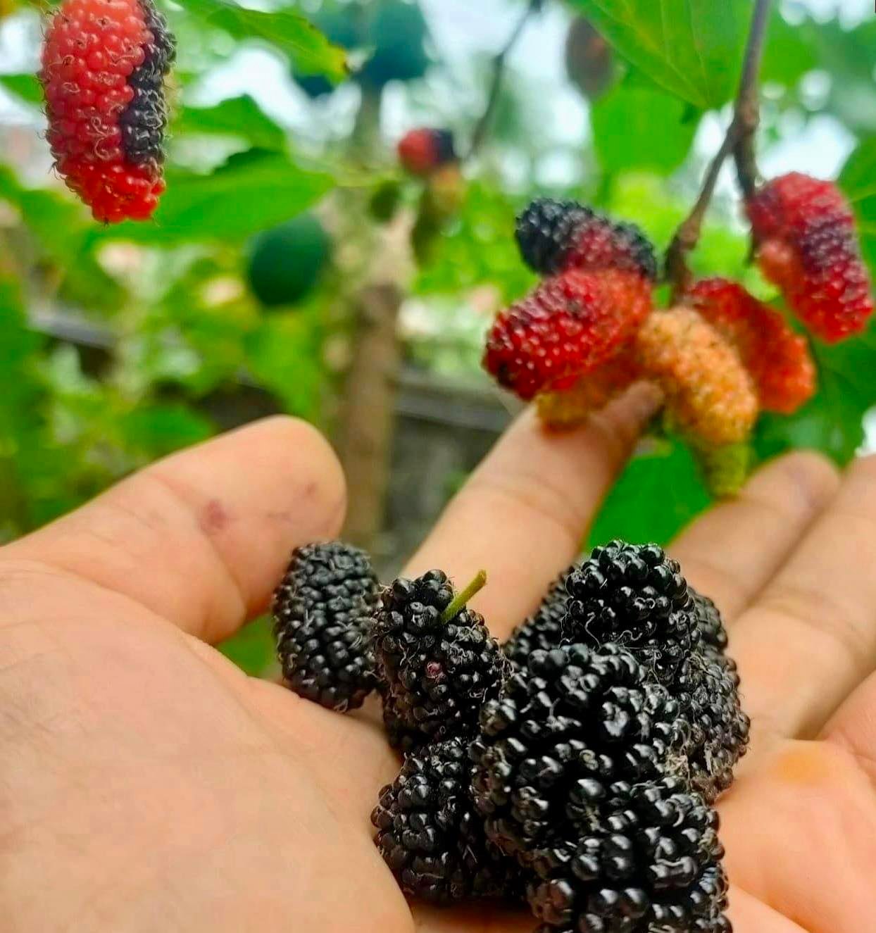 Mulberry Chiang Mai 60 - rotted cutting - 1 potted plant / 1 getopfte Pflanze Mulberry Chiang Mai 60 - rotted cutting - 1 potted plant / 1 getopfte Pflanze