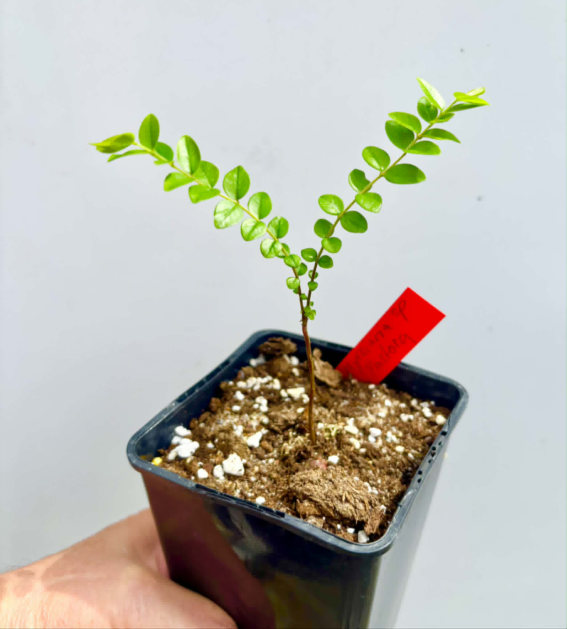 Myrciaria sp Pastora - 1 potted seedling / 1 getopfter Sämling