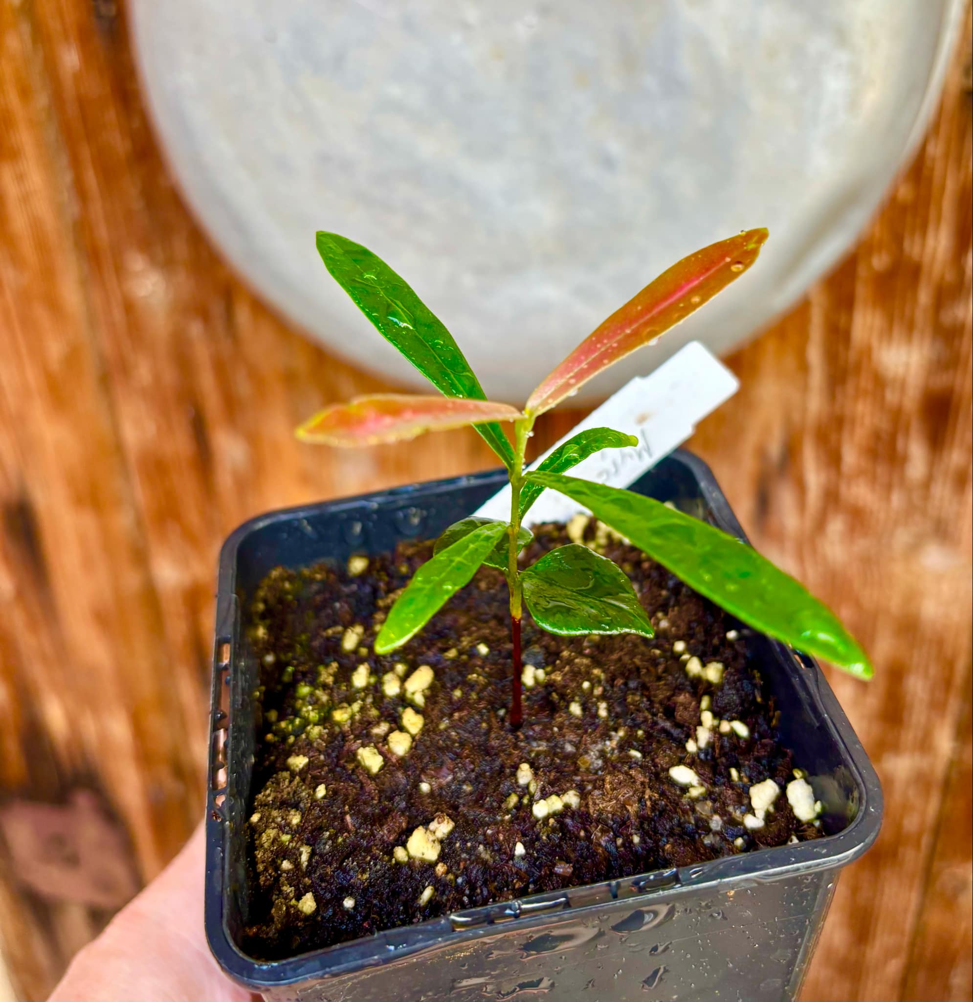 Myrcia luschnathiana -  1 small potted seedling / 1 kleiner, getopfter Sämling