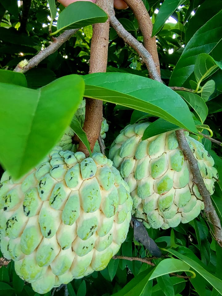 Annona squamosa - 1 fresh seed / 1 frischer Samen