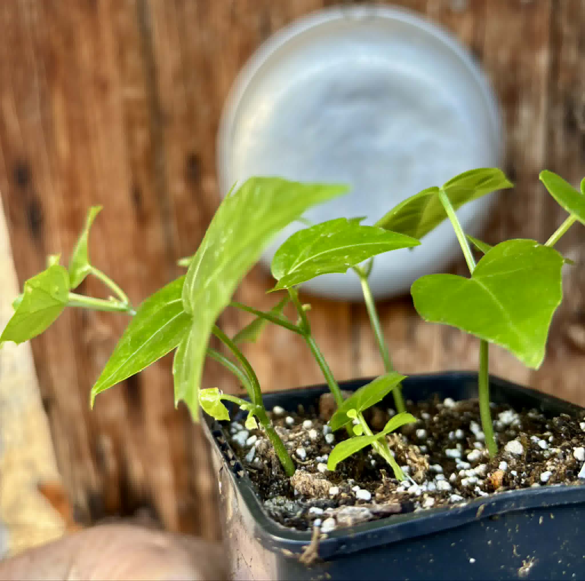 5 in 1 pot - Psiguria umbrosa - 5 seedlings in one pot / 5 Sämlinge in einem Topf