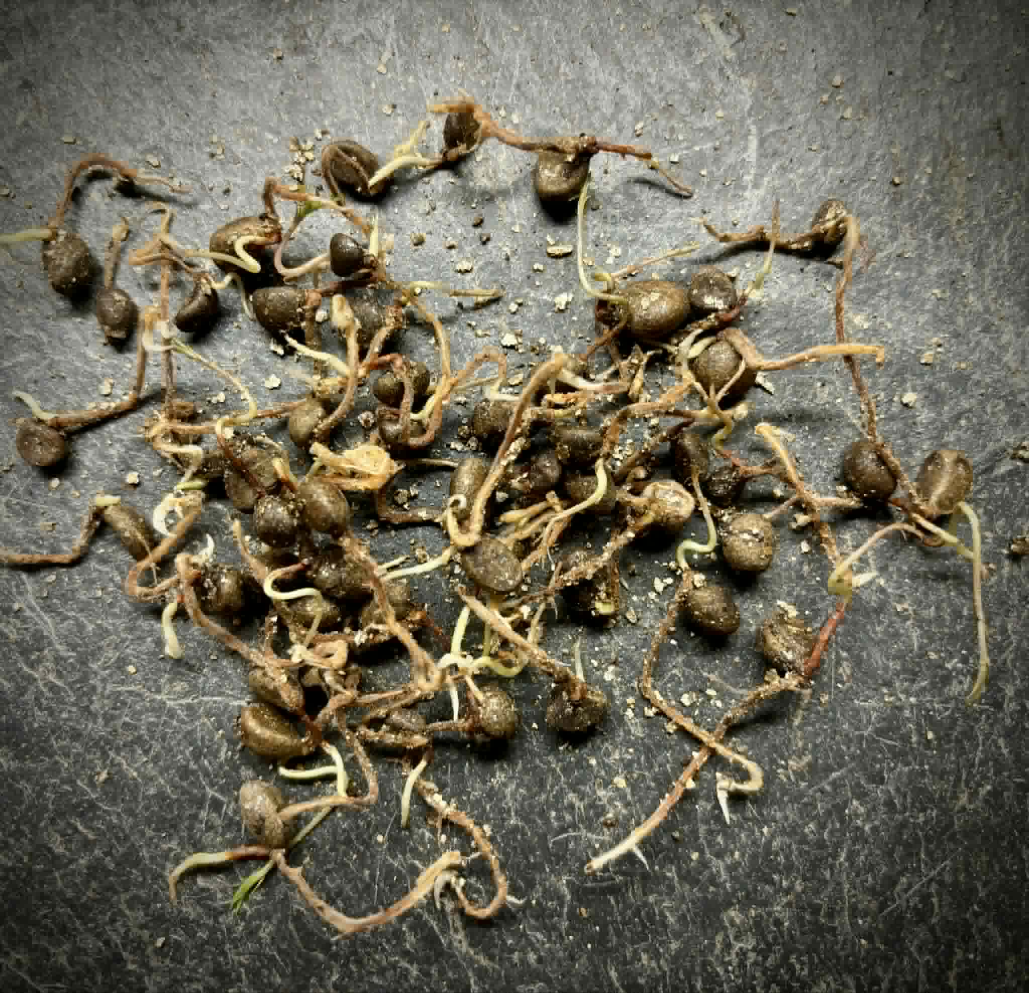 22 germinated seeds - Grumixama (Eugenia brasiliensis) - 22 germinated seeds / 22 gekeimte Samen