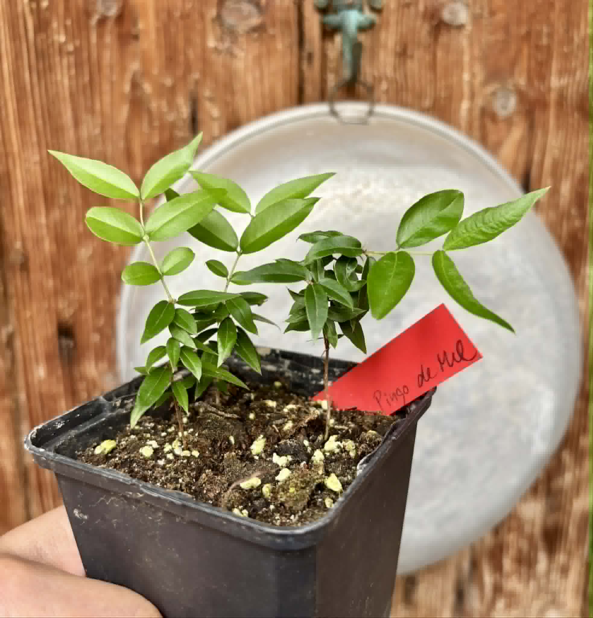 3 in 1 pot - Jaboticaba - Plinia sp Pingo de Mel (Vilela A3) -  3 potted seedlings / 3  getopfte Sämlinge