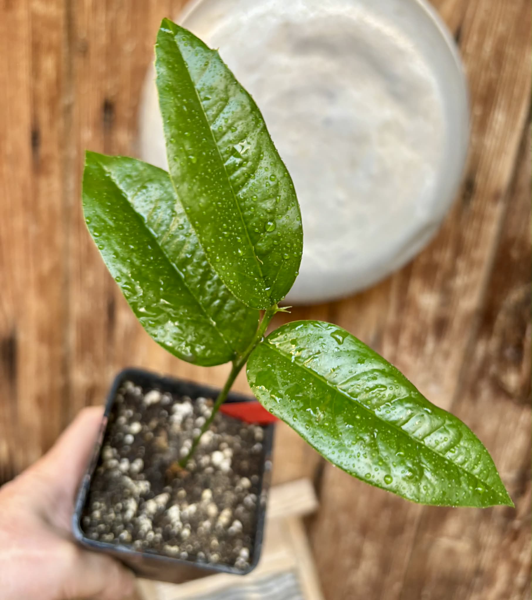 Zollernia ilicifolia - 1 potted seedling / 1 getopfter Sämling