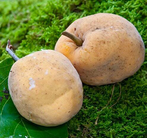 Nam-Chuo-Um-Bo-Luo (Artocarpus nanchuanensis)  -  1 fresh seed / 1 frischer Samen