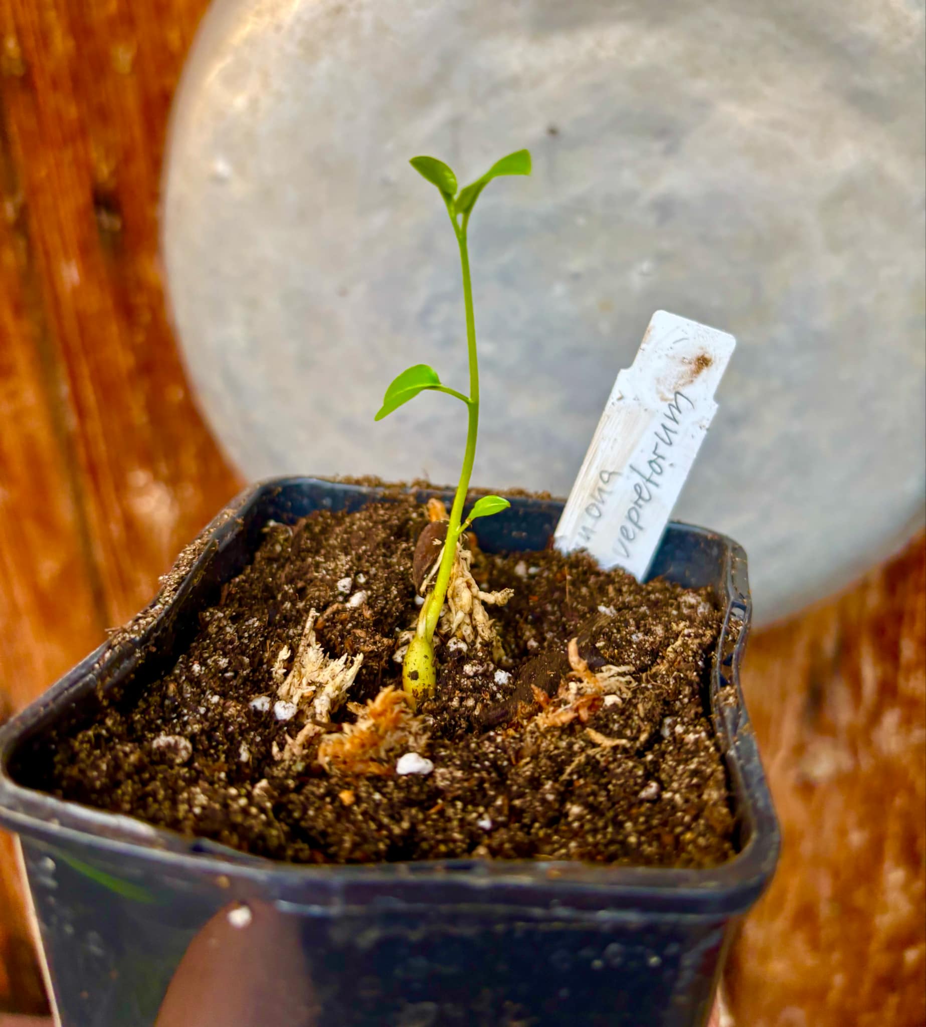 Araticum Pinha (Annona vepretorum)  - 1 small potted seedling / 1 kleiner, getopfter Sämling