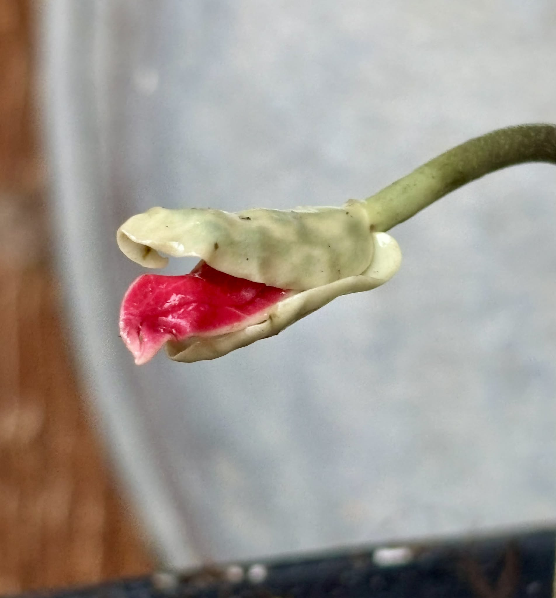 Diospyros transitoria - 1 potted seedling / 1 getopfter Sämling