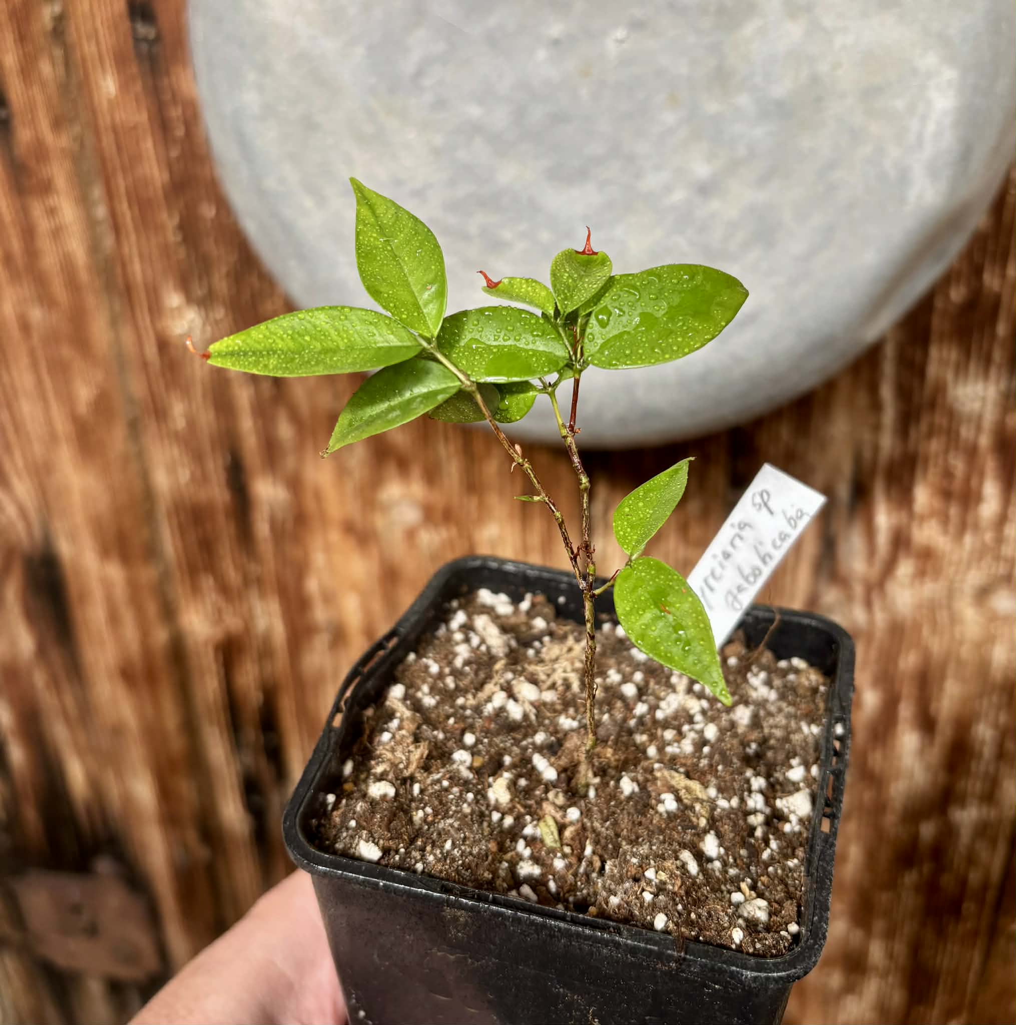 Myrciaria sp Jaboticaba - 1 potted plant / 1 getopfte Pflanze
