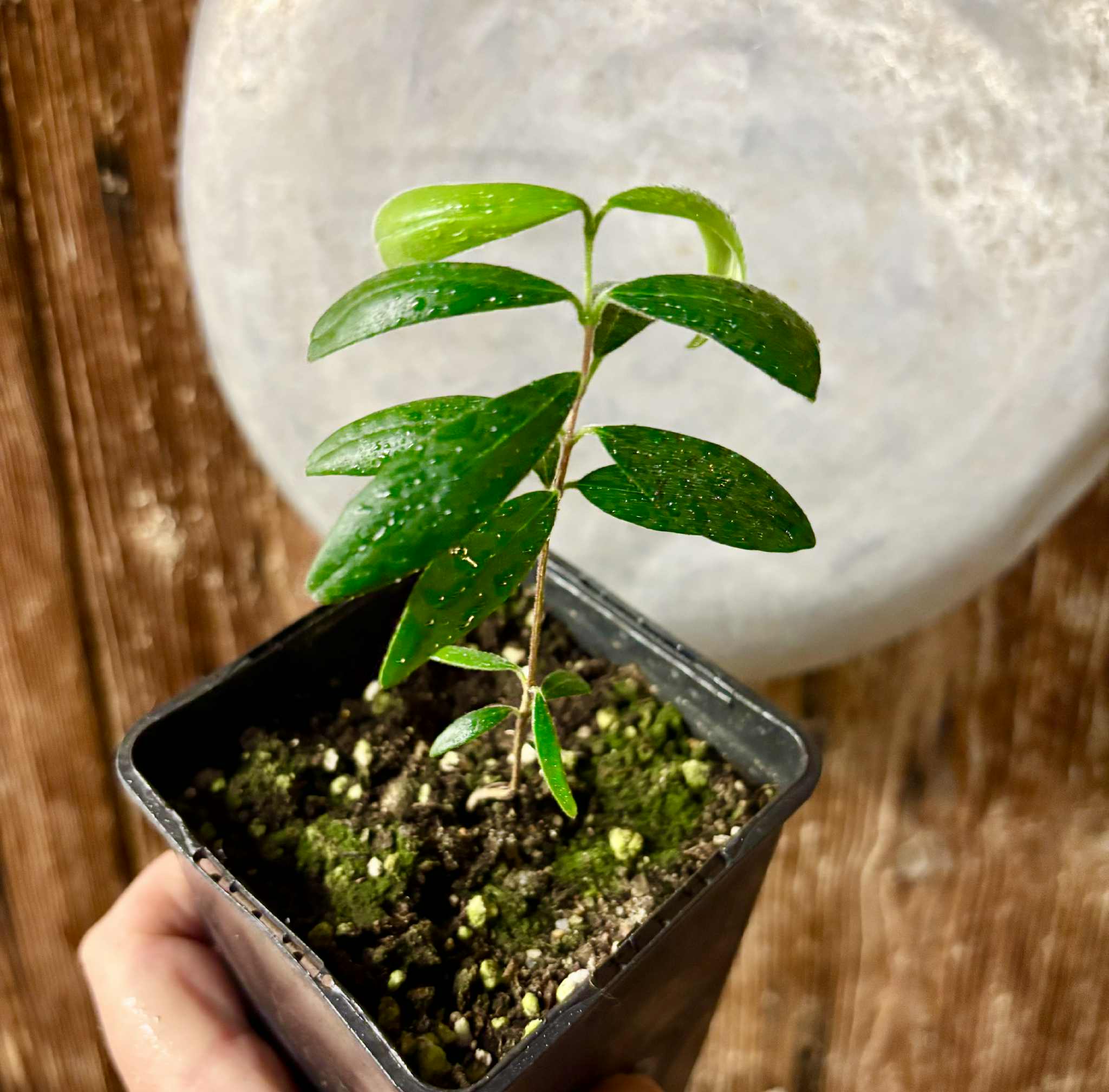 Eugenia caipora BIG - 1 potted plant / 1 getopfte Pflanze Eugenia caipora BIG - 1 potted plant / 1 getopfte Pflanze