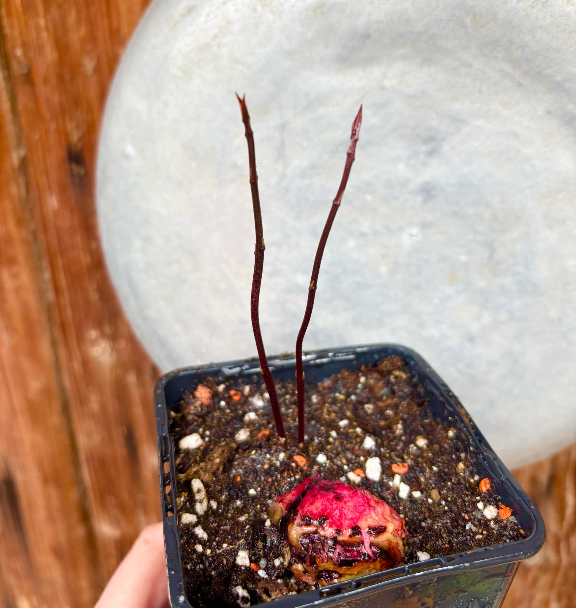 Eugenia sp BIG Maca-  1 small potted seedling / 1 kleiner, getopfter Sämling