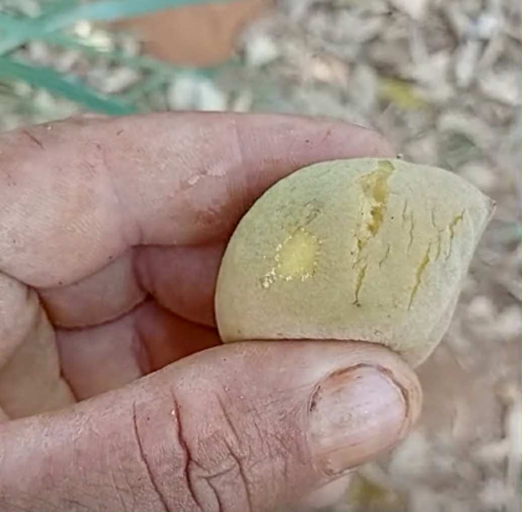 Zollernia ilicifolia - 1 fresh seed / 1 frischer Samen