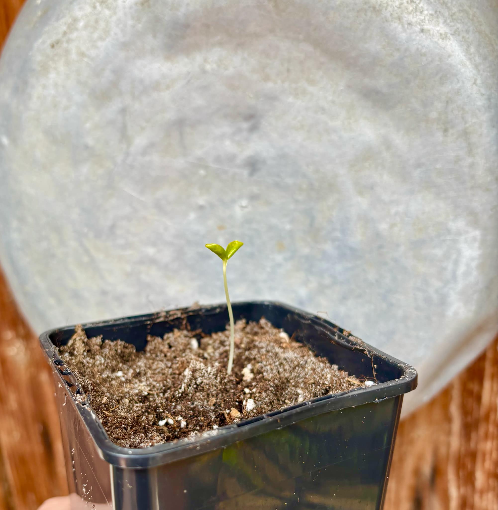 Yellow Krabi Papaya (Carica papaya) - 1 fresh potted seedling / 1 frisch getopfter Sämling