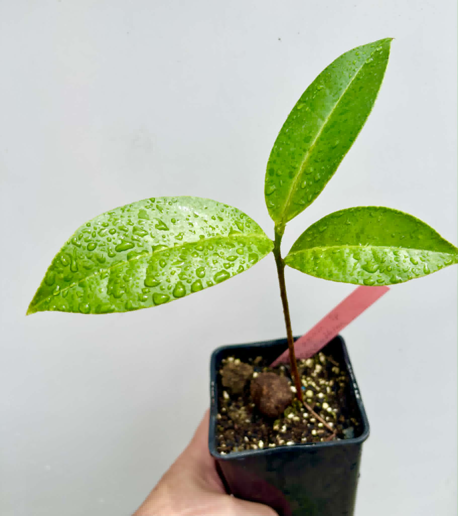 Eugenia sp Terebinthina - 1 potted seedling / 1 getopfter Sämling