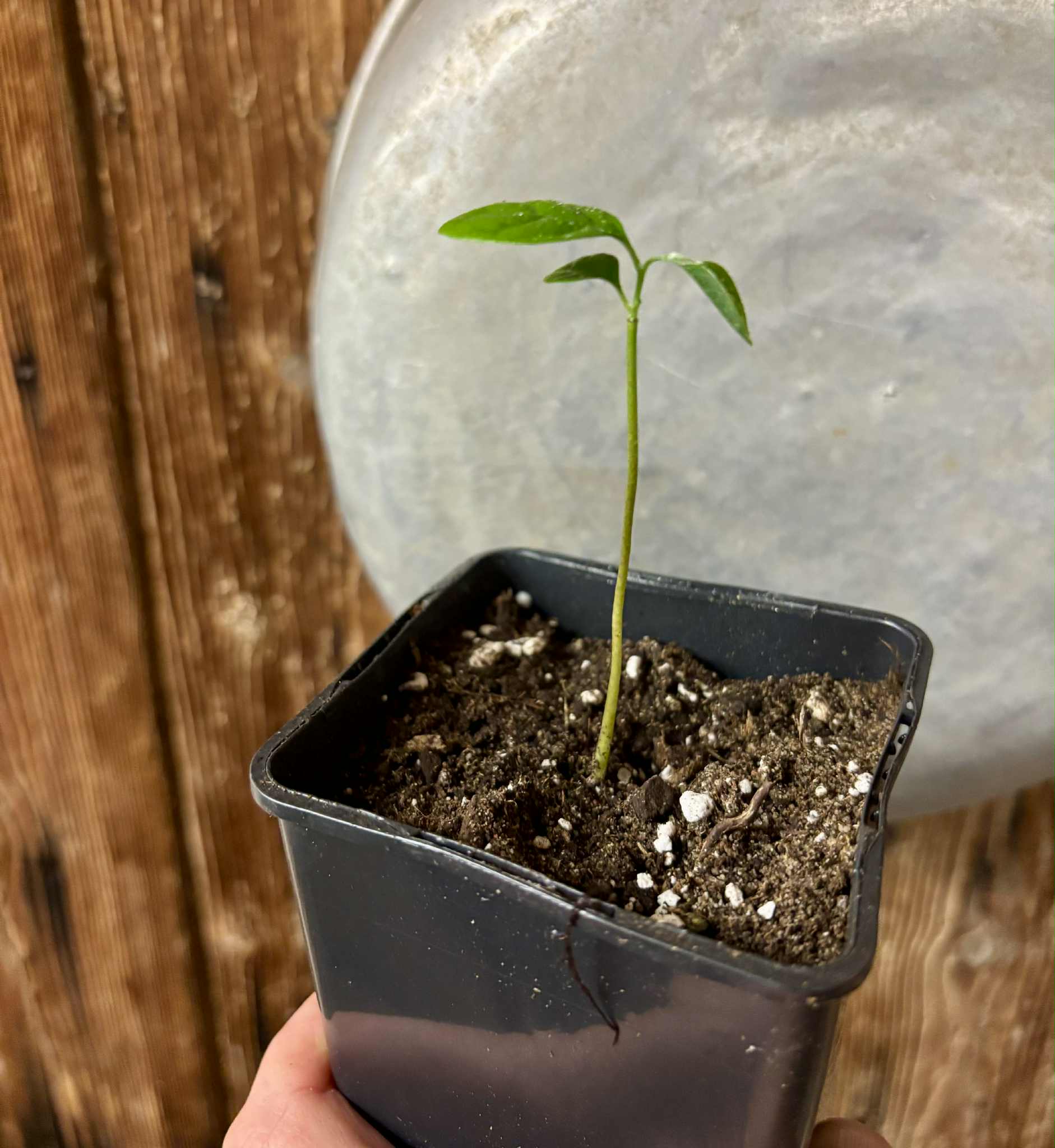Annona rensoniana  - 1 potted seedling / 1 getopfter Sämling